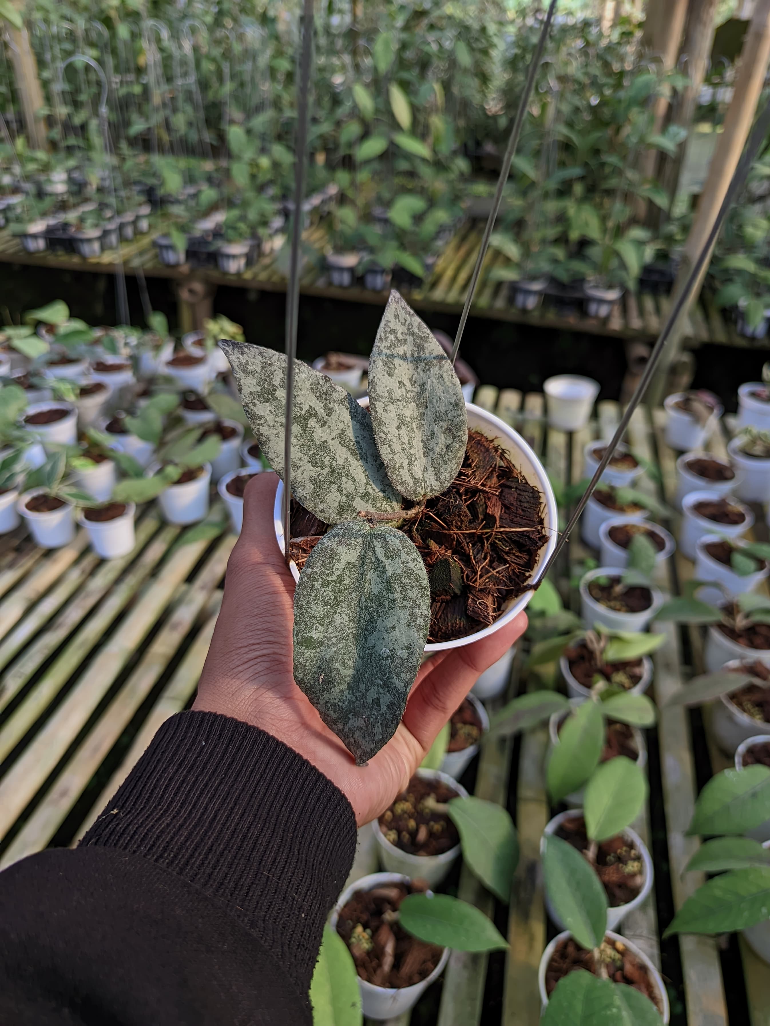 Hoya Caudata sp. Aceh Silver Splash