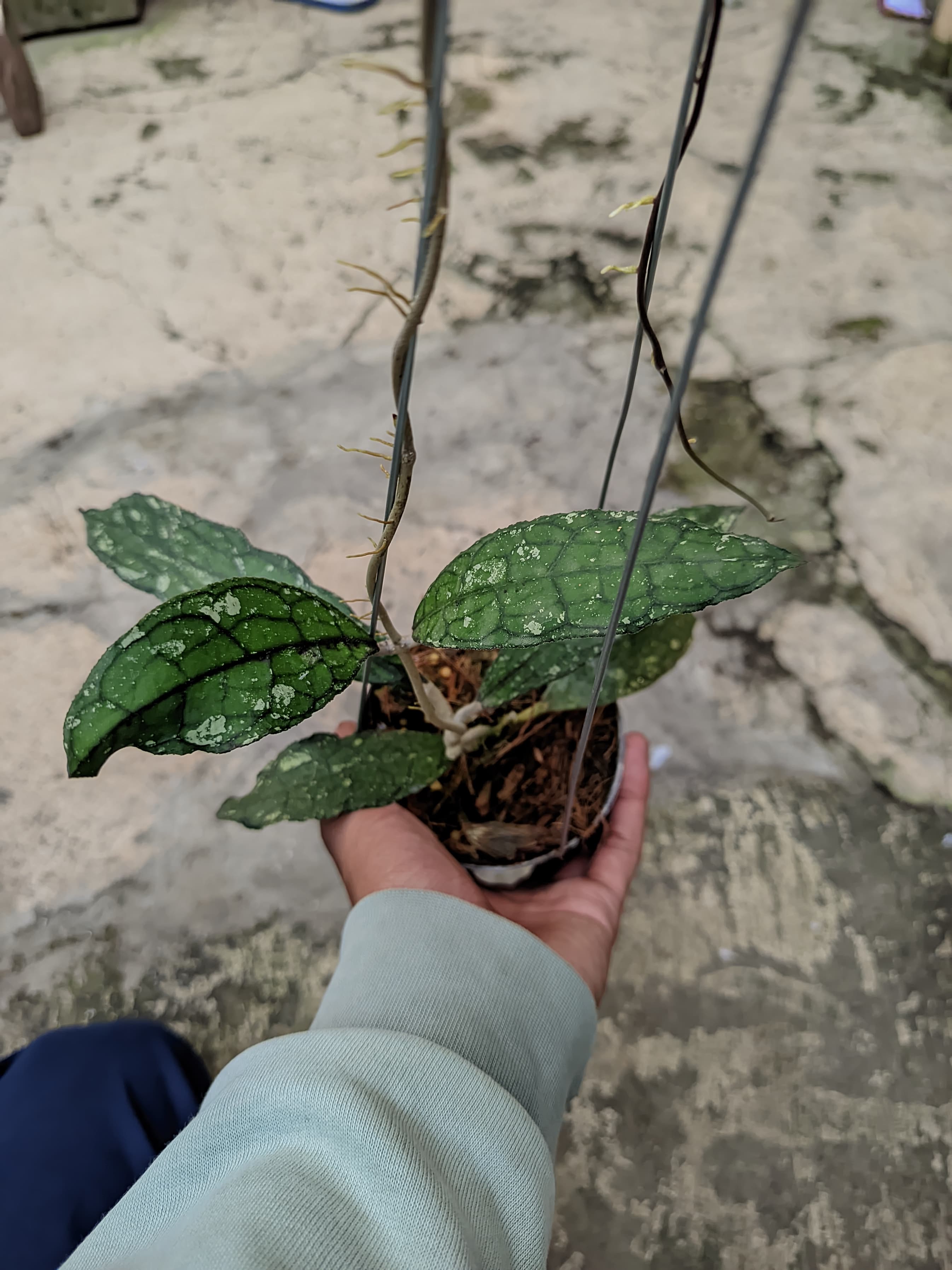 Hoya Clemensiorum 'Dark Vein' Splash