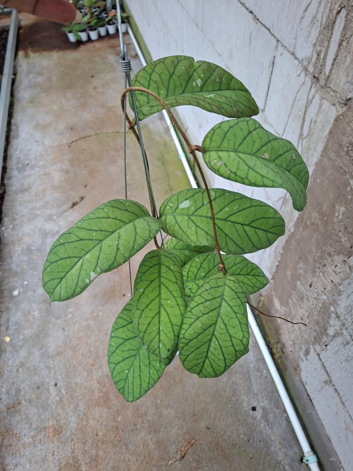 Hoya Meredithii GPS 1105
