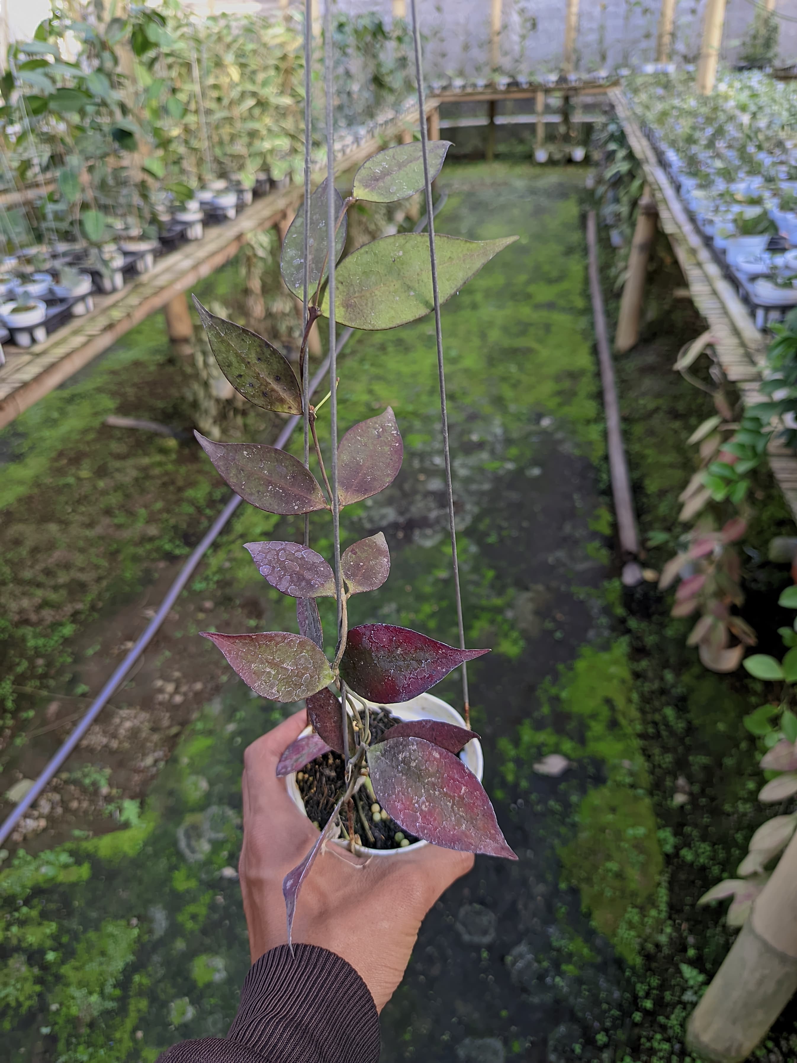 Hoya Ignorata 'Sun-Stressed'