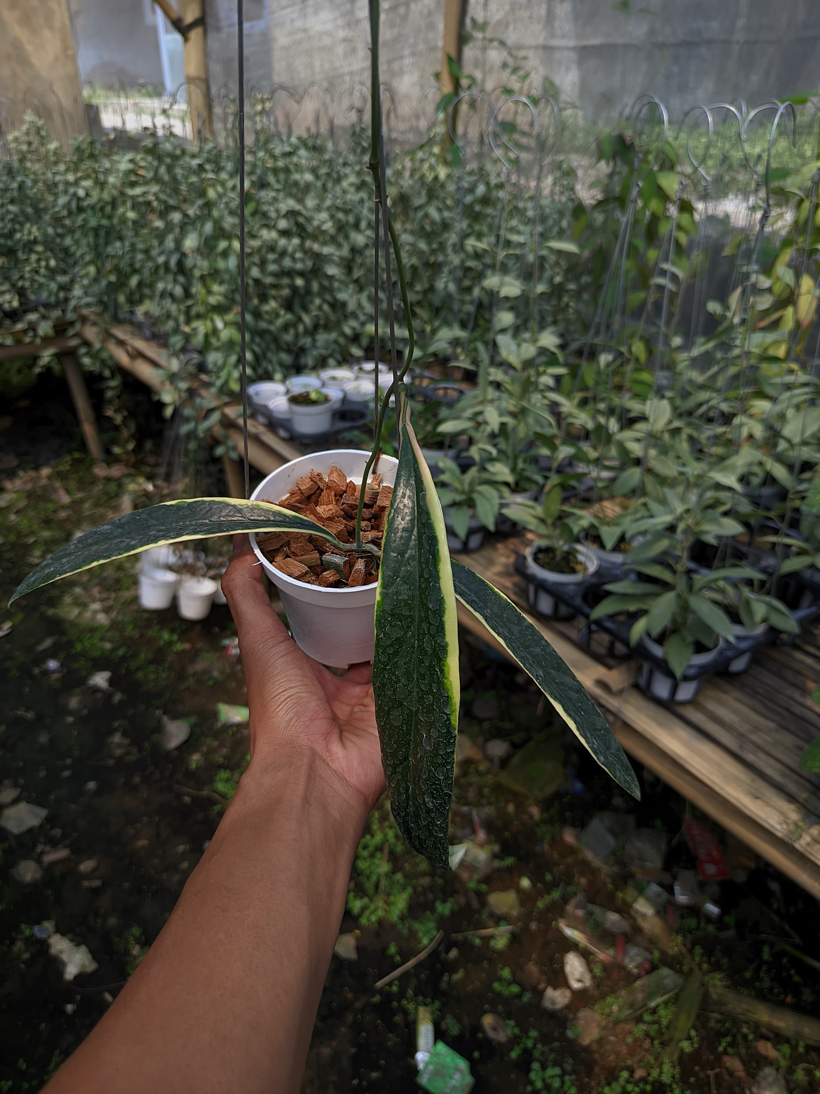 Hoya sulawesiana ‘Albo Marginata’