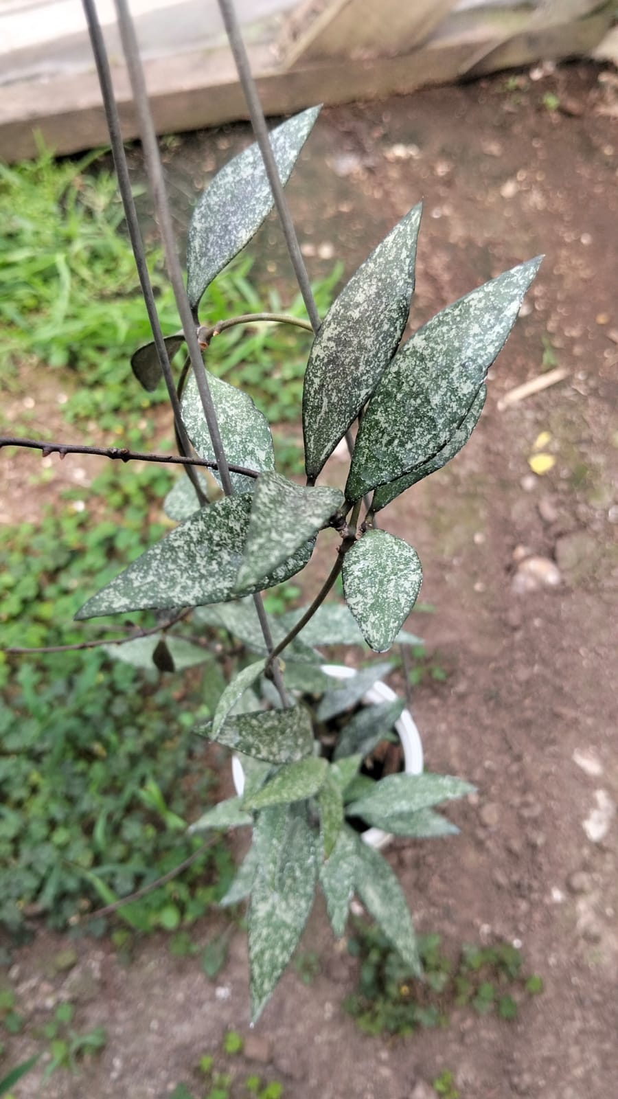 Hoya Lacunosa sp. 'High Splash'