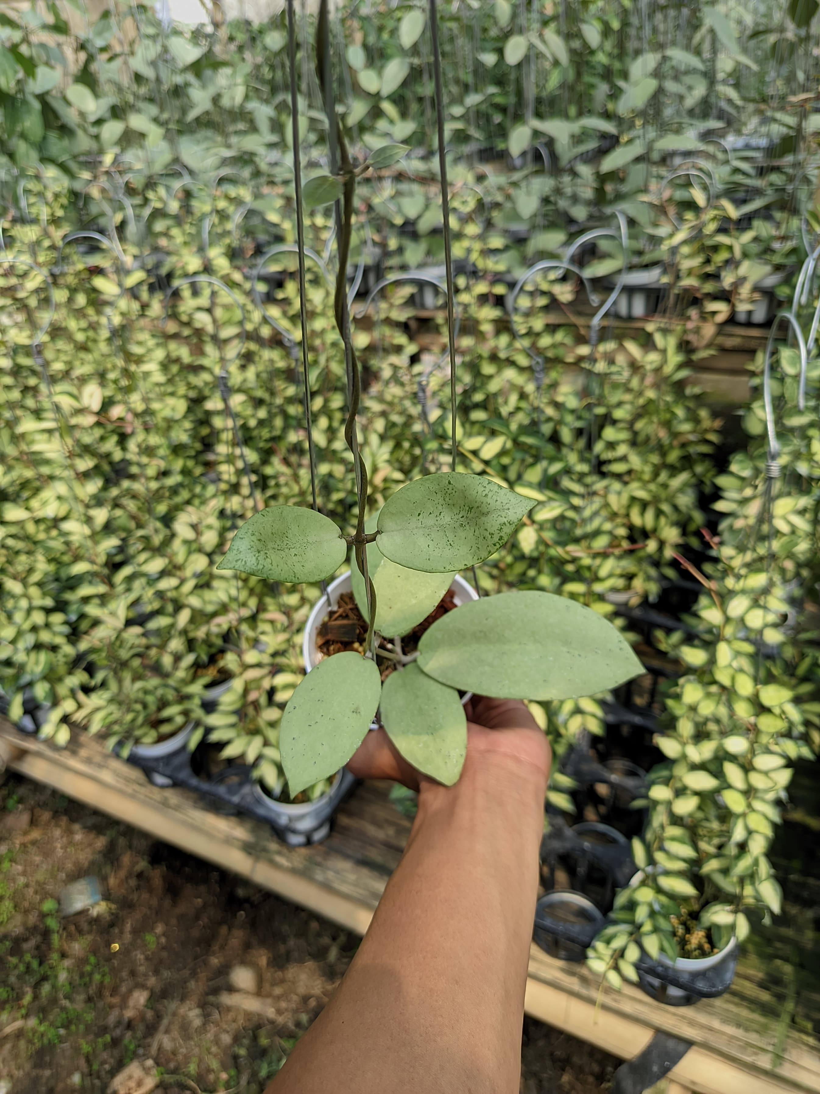 Hoya sp. Menak Sopal ‘Silver’