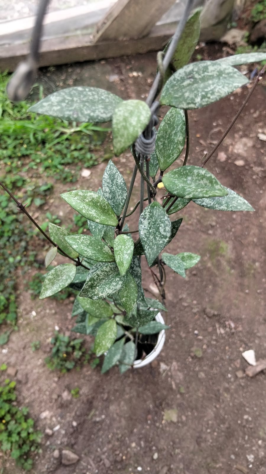 Hoya Lacunosa sp. 'High Splash'