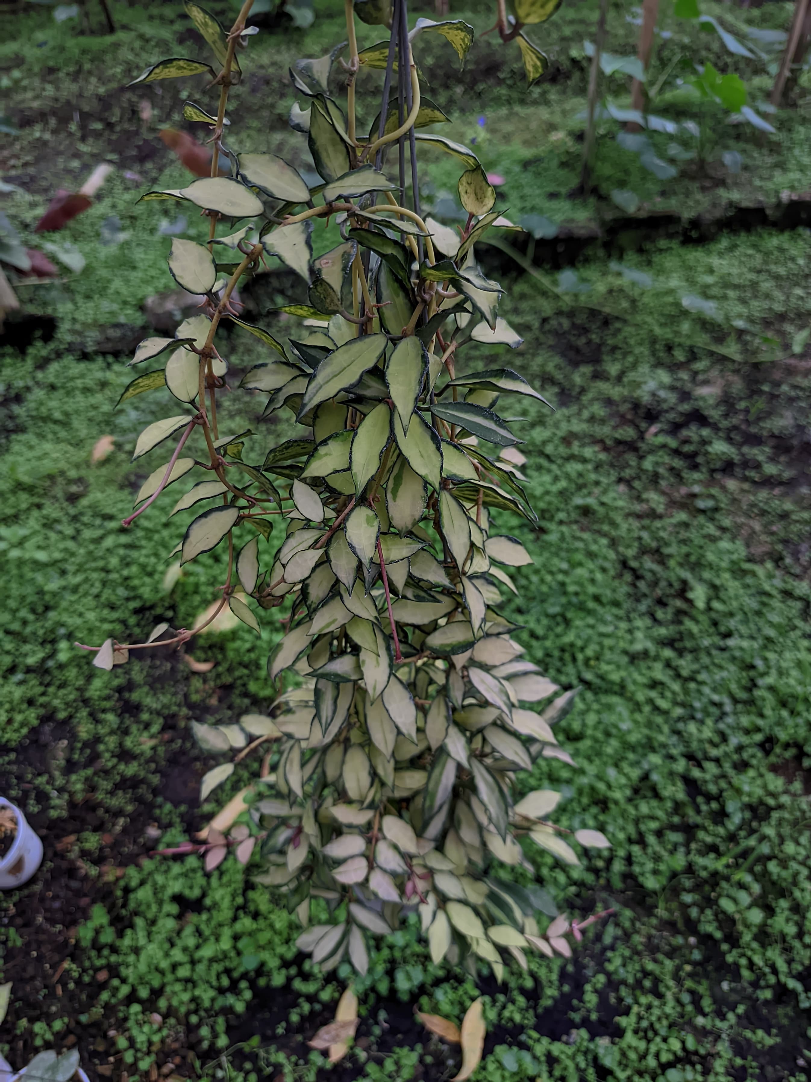 Hoya Lacunosa 'Souma'