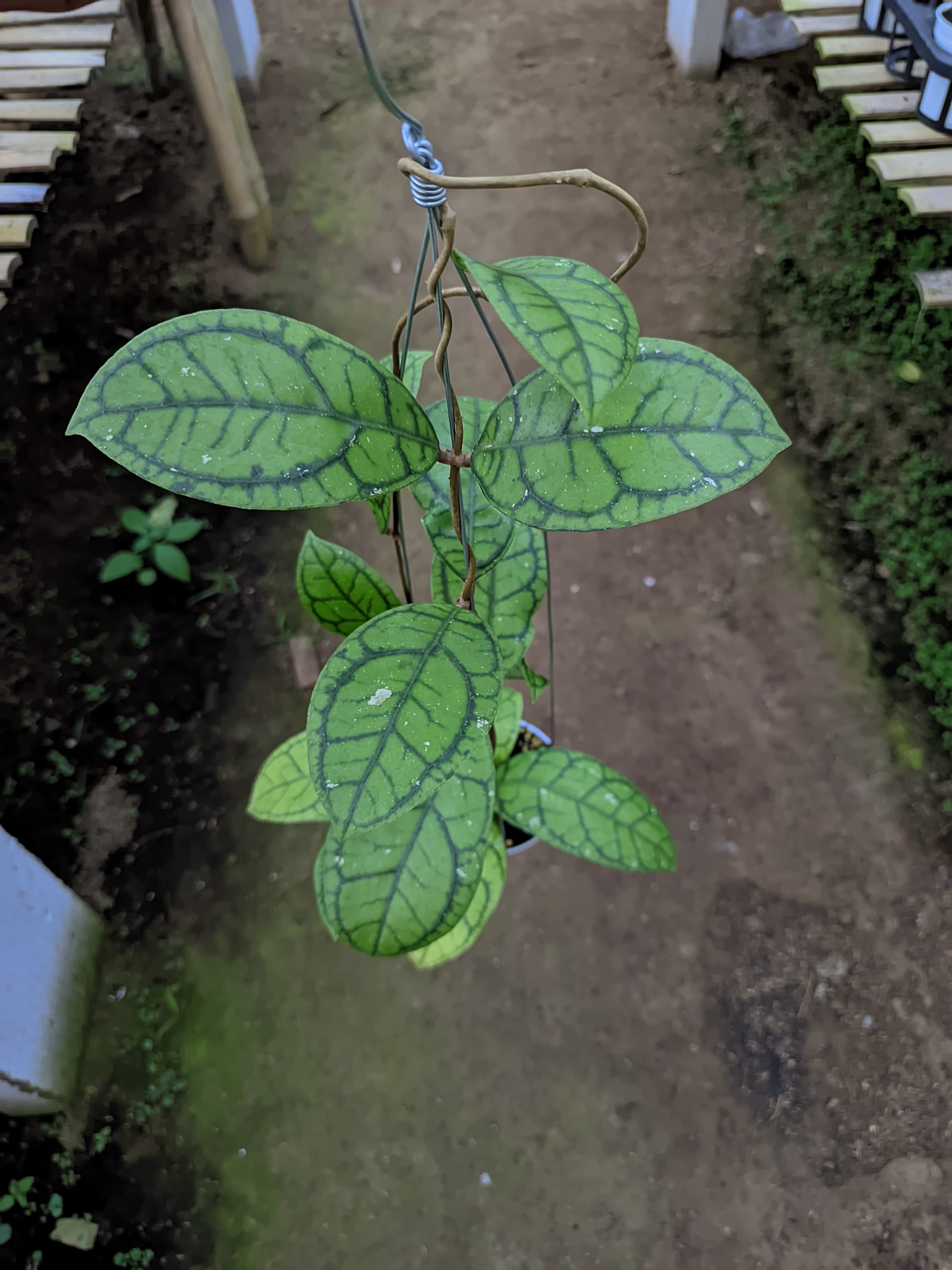 Hoya Callistophylla 'Vena'