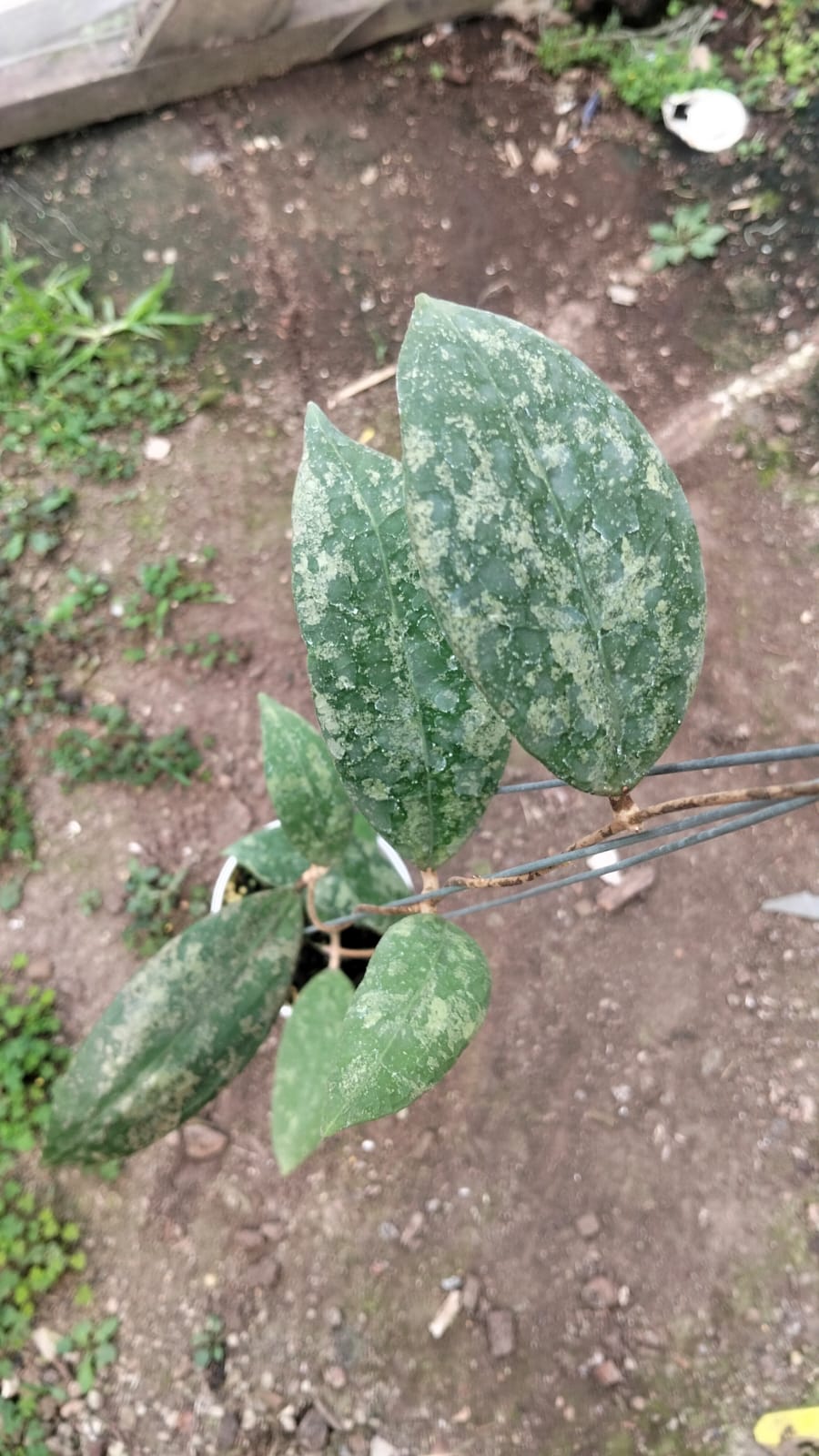 Hoya aff. Lambii 'High Splash'