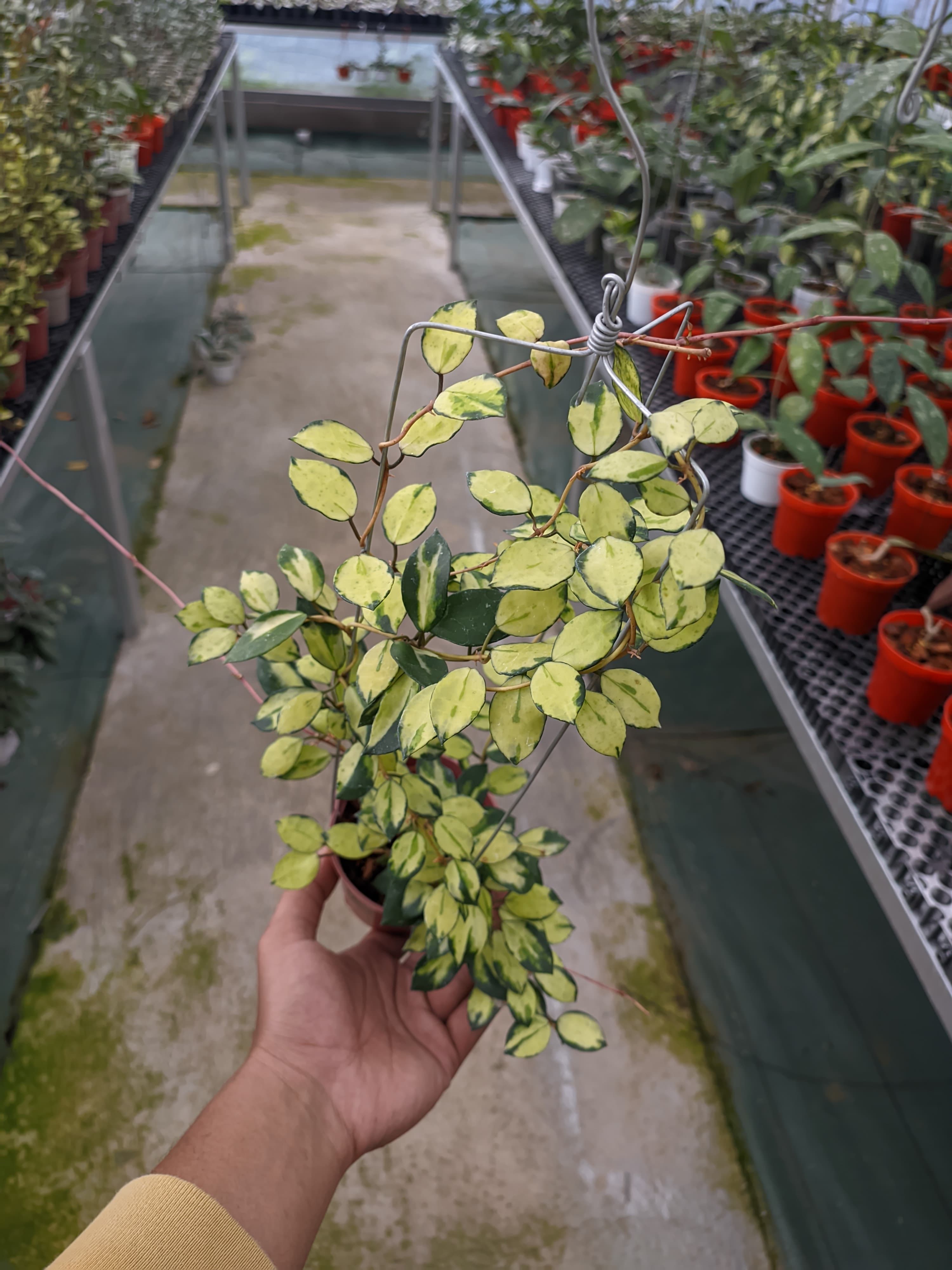 Hoya Lacunosa 'Minara'
