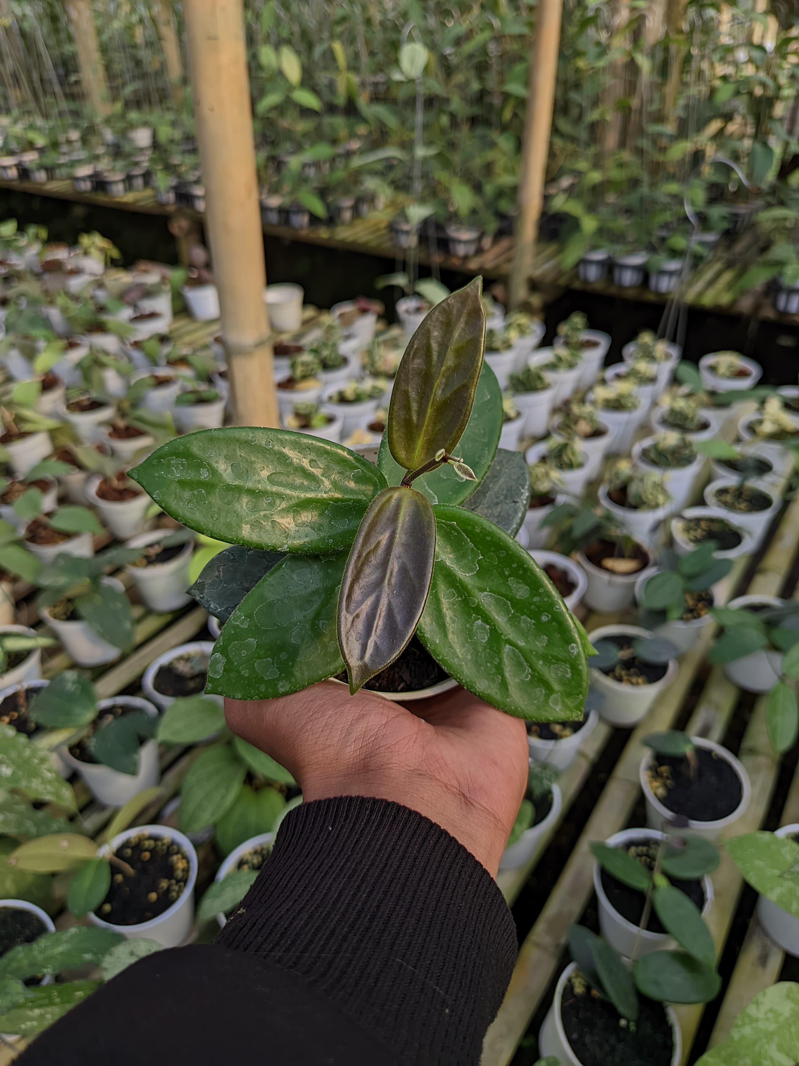 Hoya Vangviengiensis