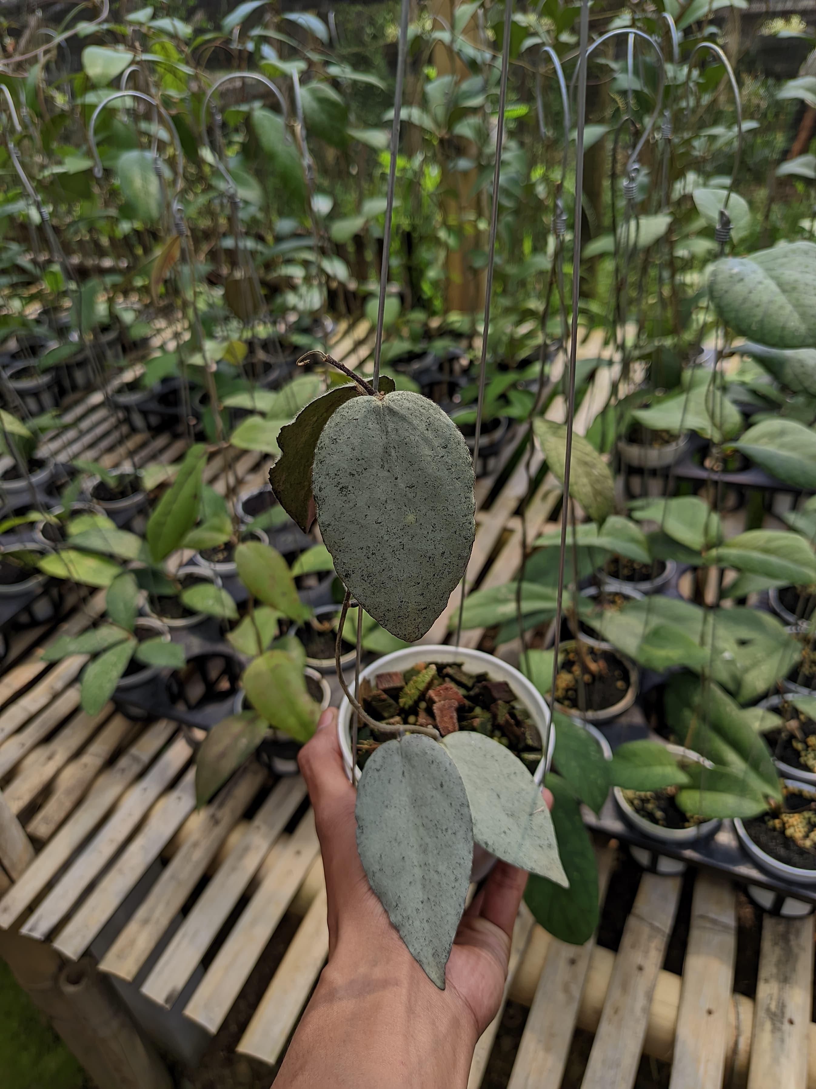 Hoya Caudata 'Argene Silver'