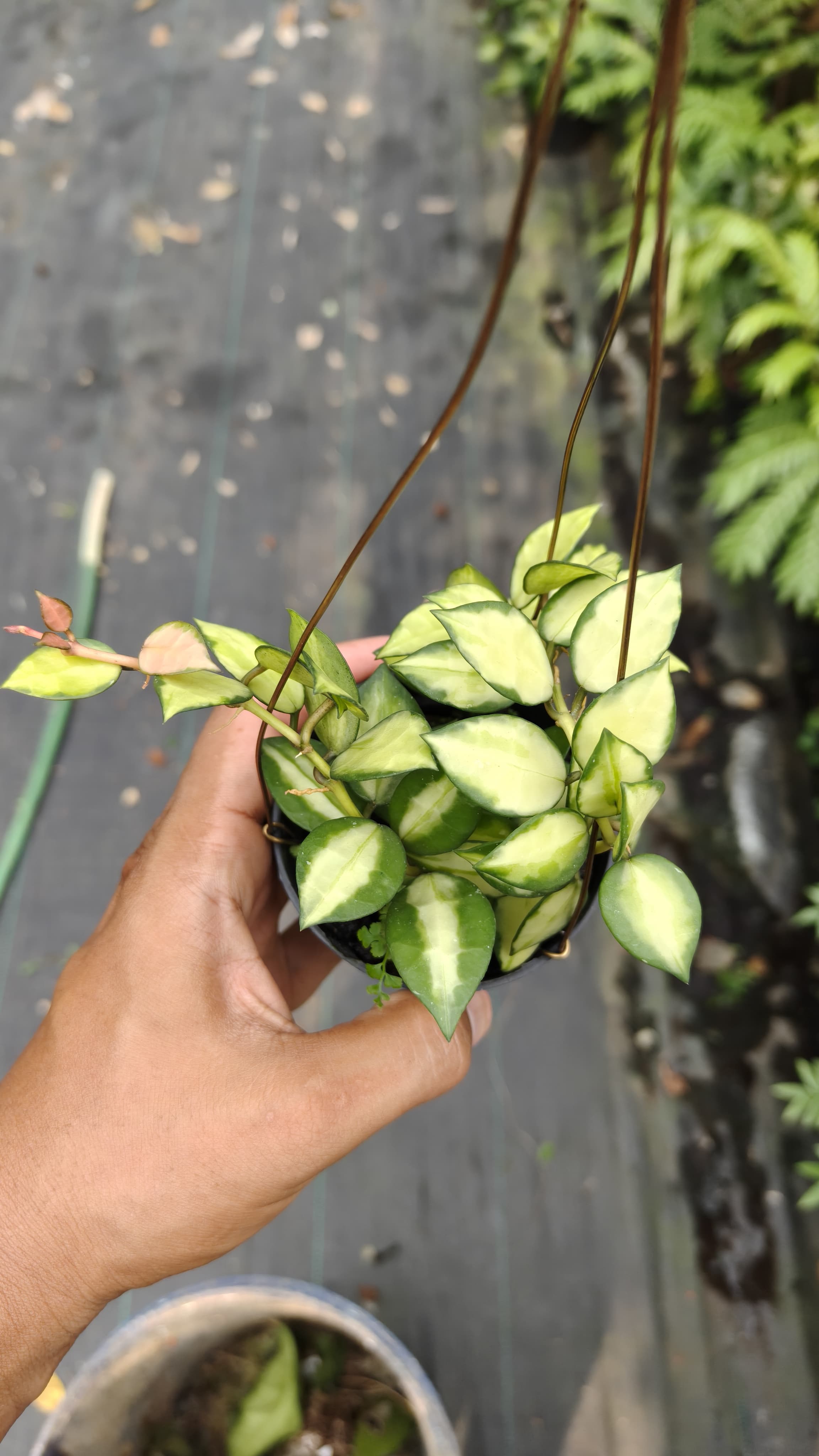 Hoya Lacunosa 'Midori'