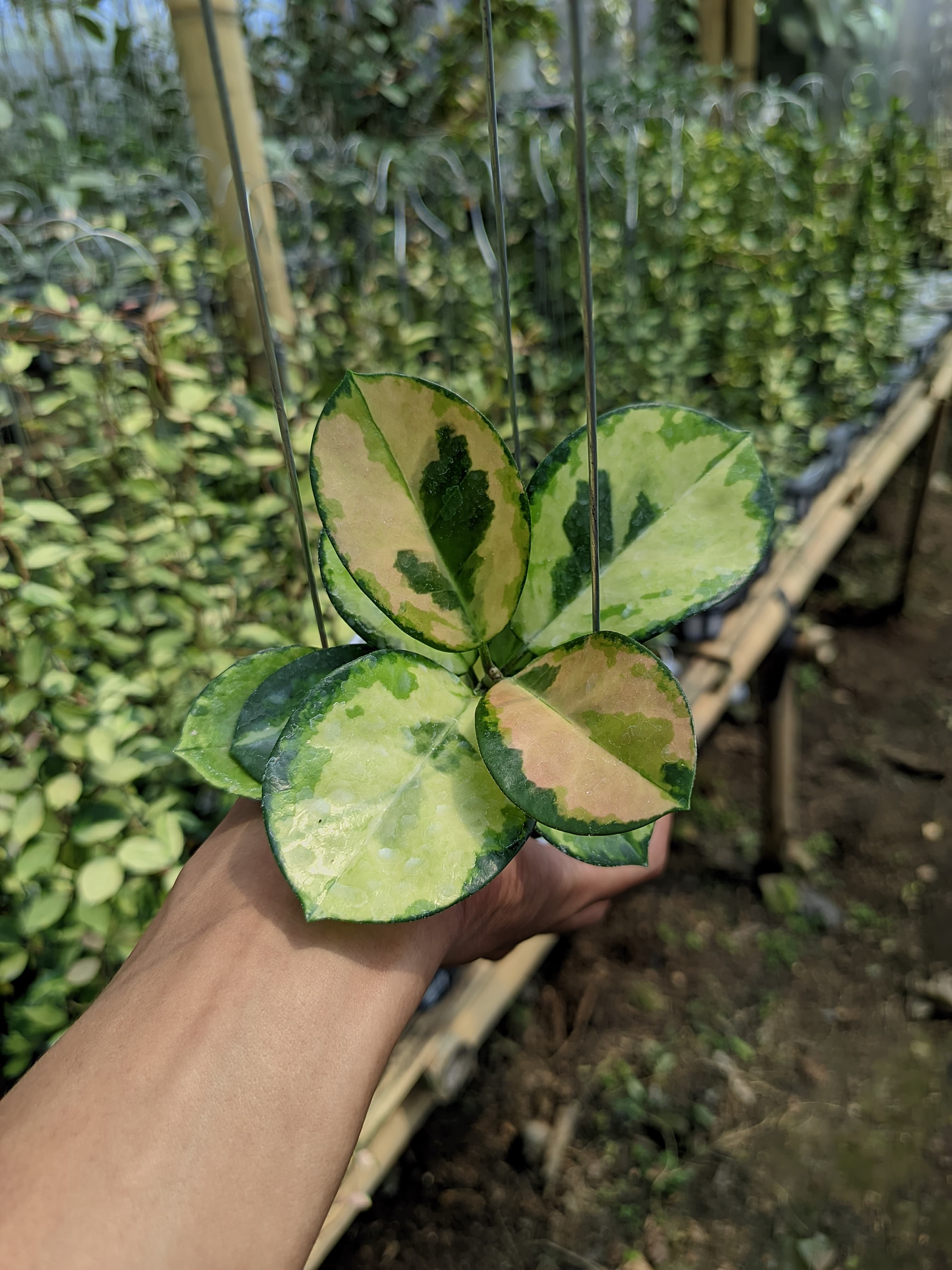 Hoya Australis Lisa 'Peacock'