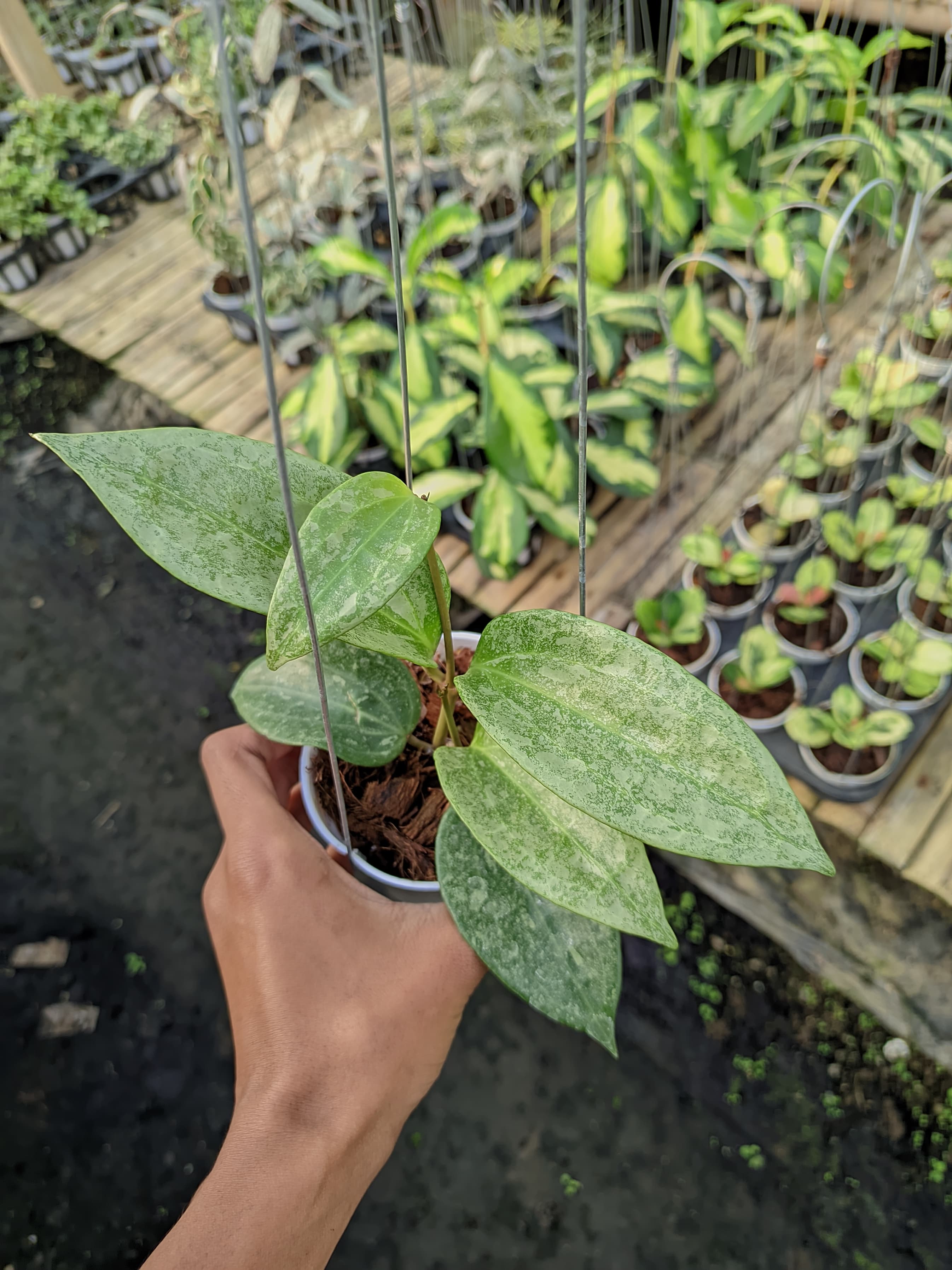 Hoya Latifolia 'Rimba Perak'