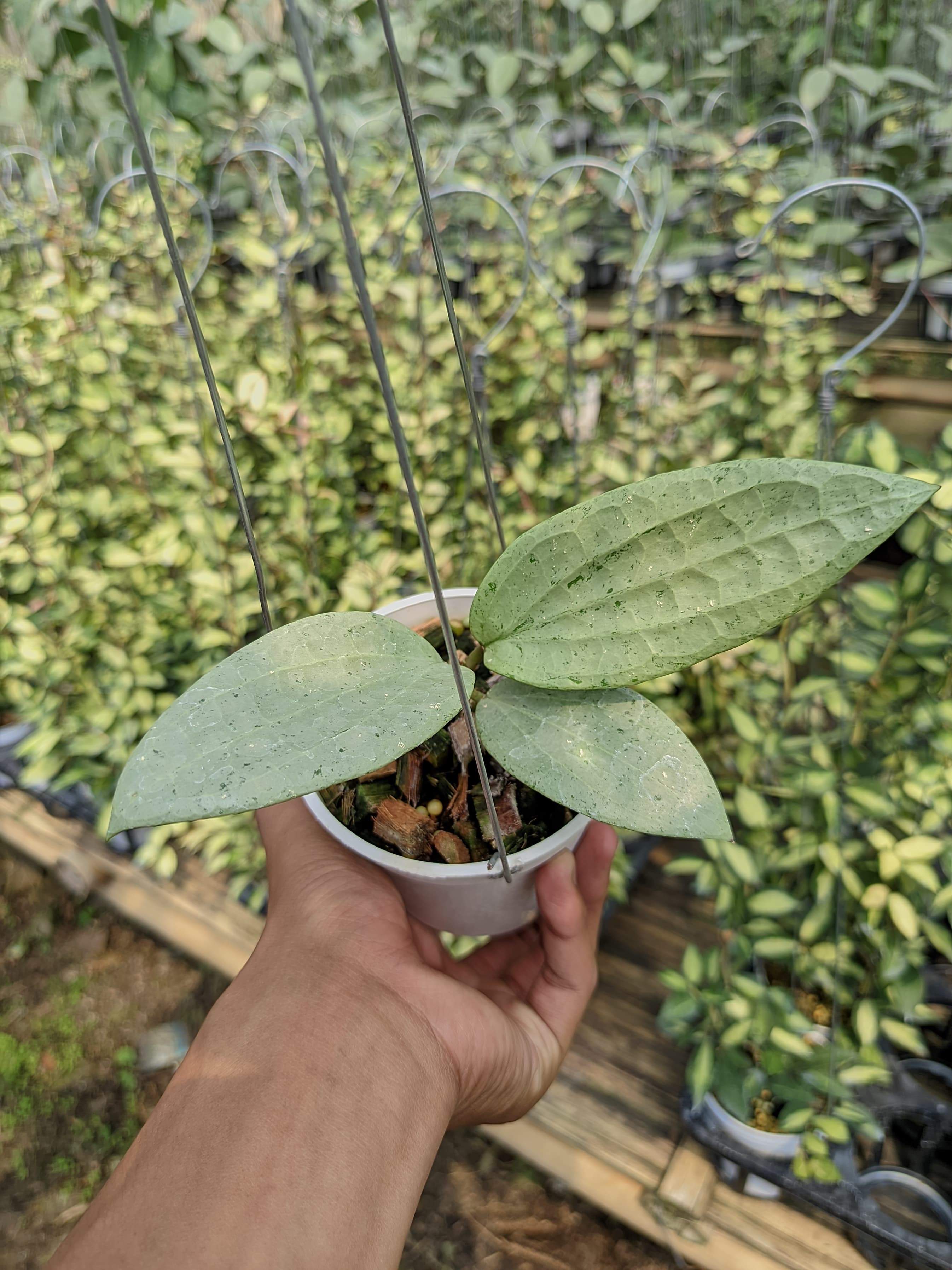 Hoya Glabra 'Silver Gin'
