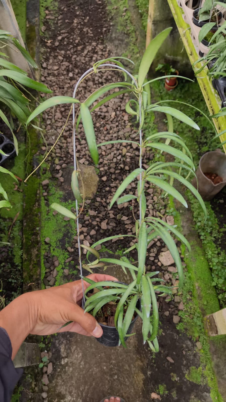 Hoya aff. Acicularis