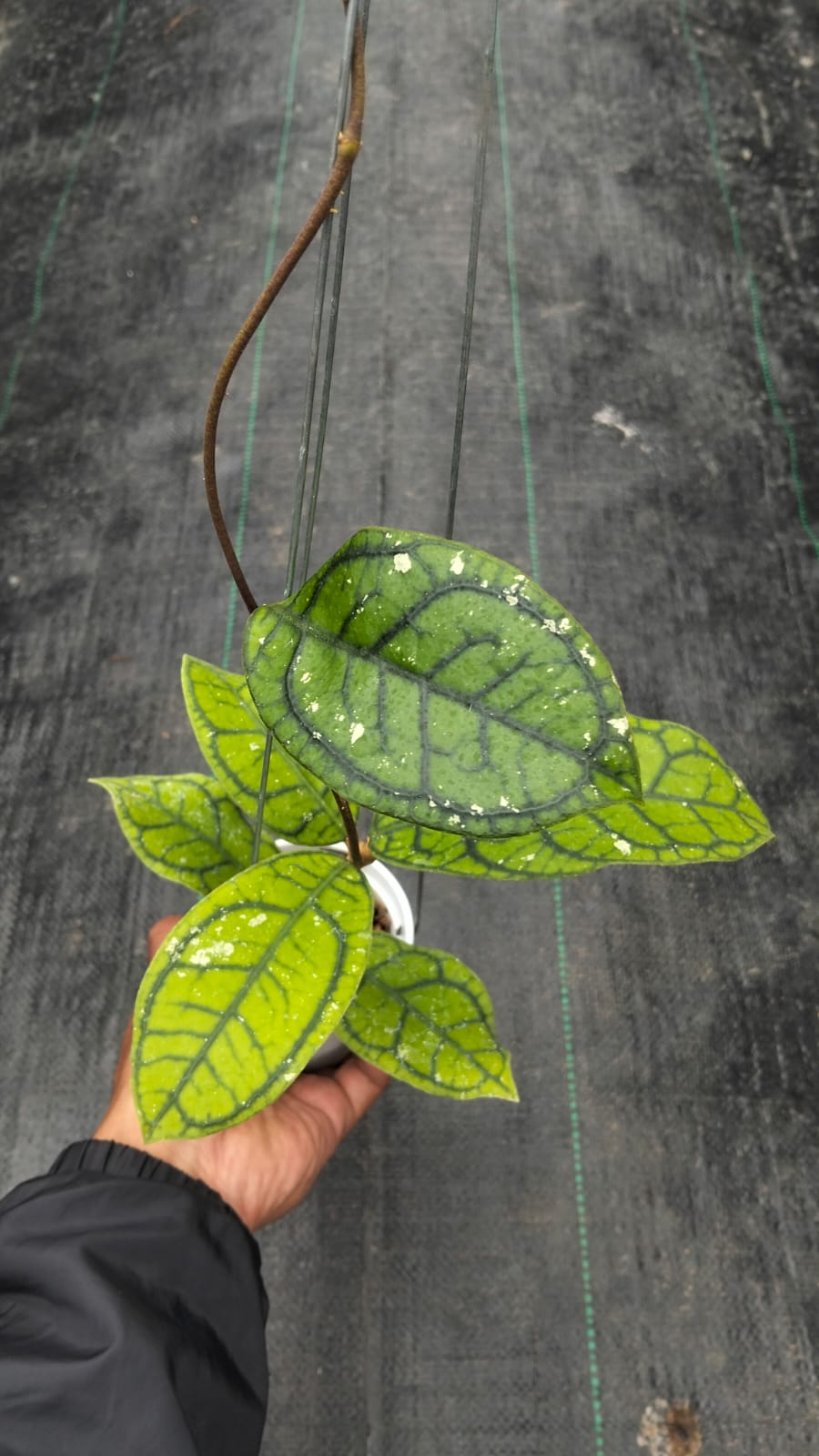 Hoya Callistophylla 'Vena'
