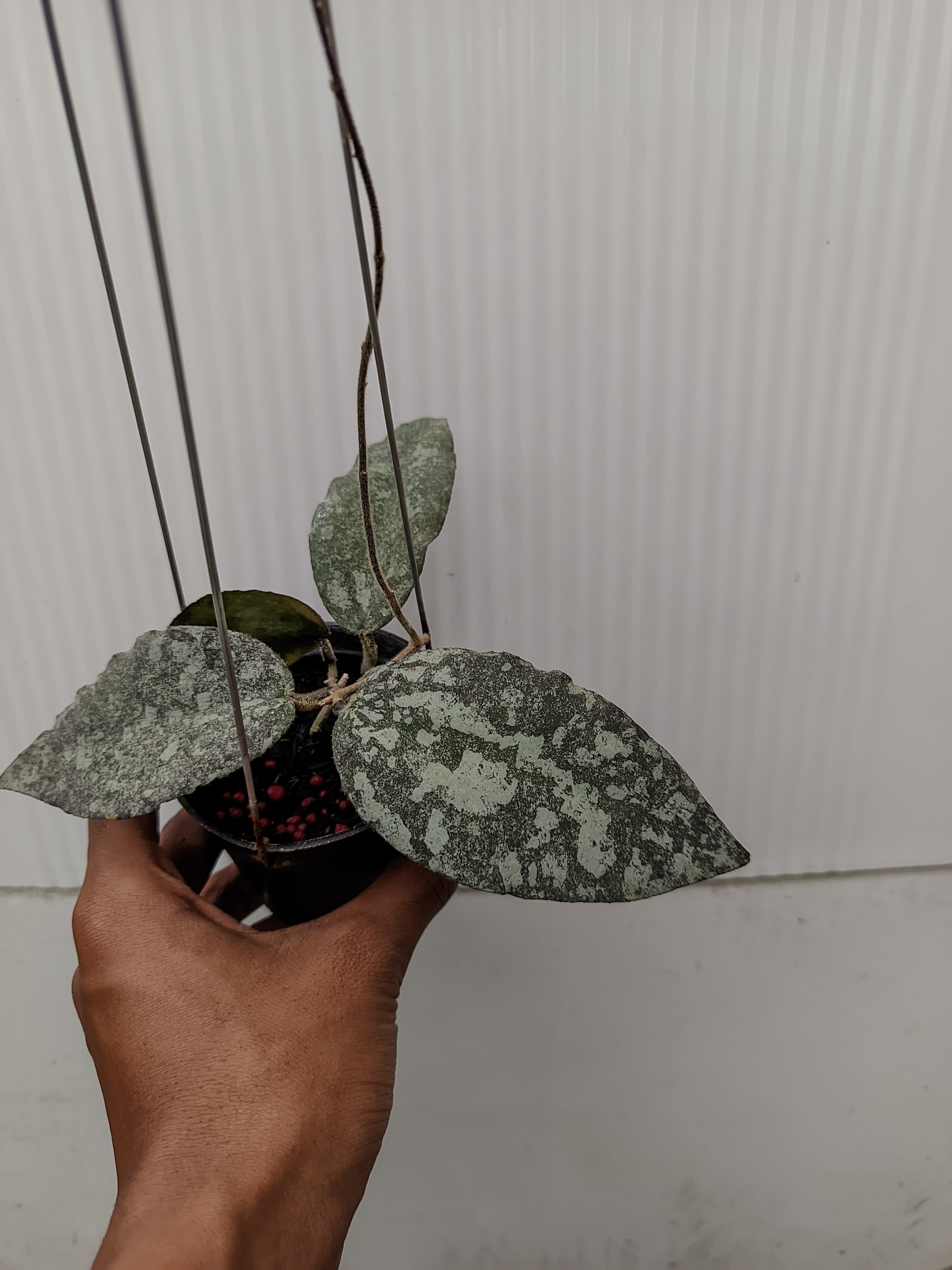 Hoya Caudata Silver