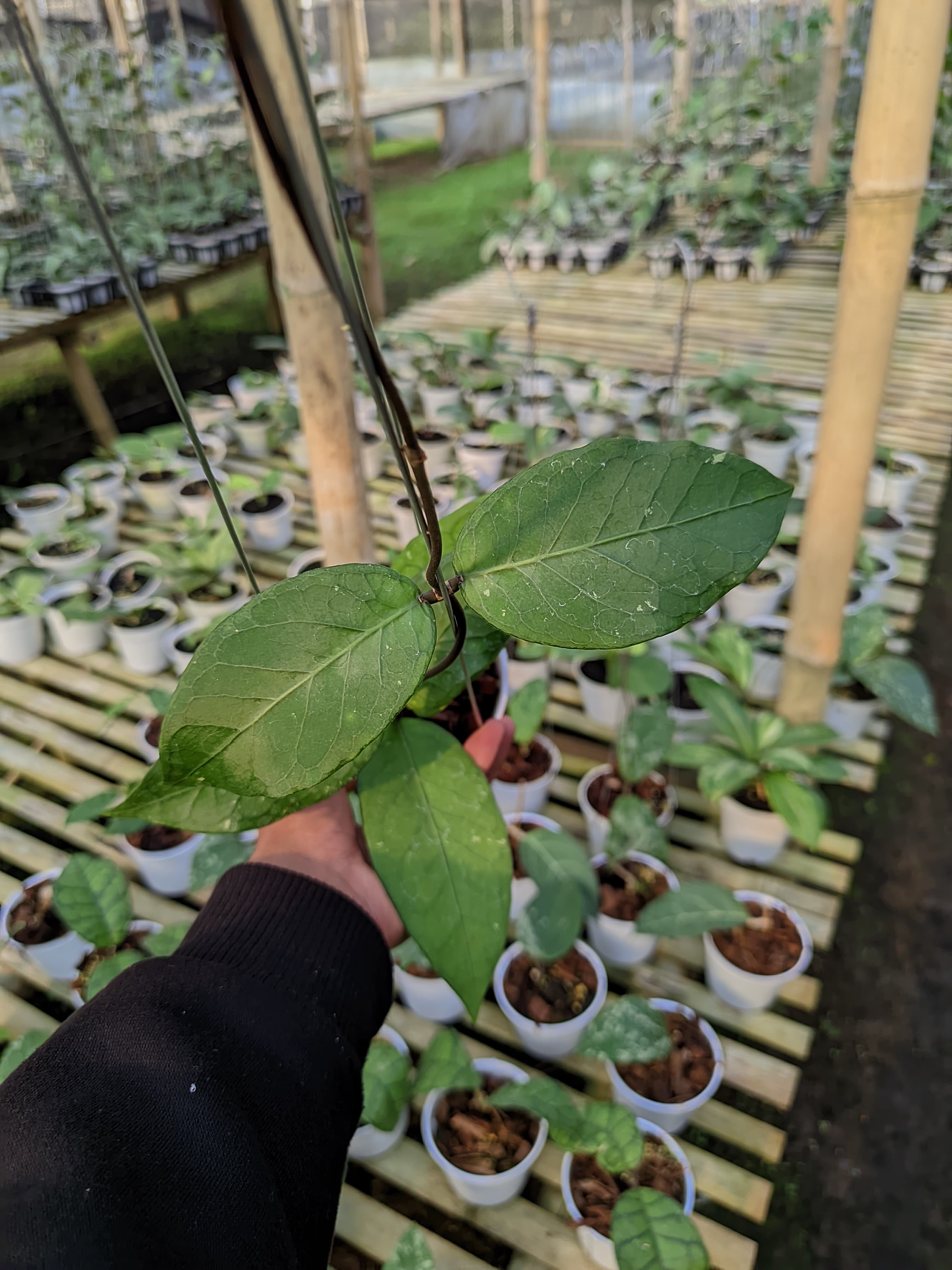 Hoya sp. Aceh 'Sogun'