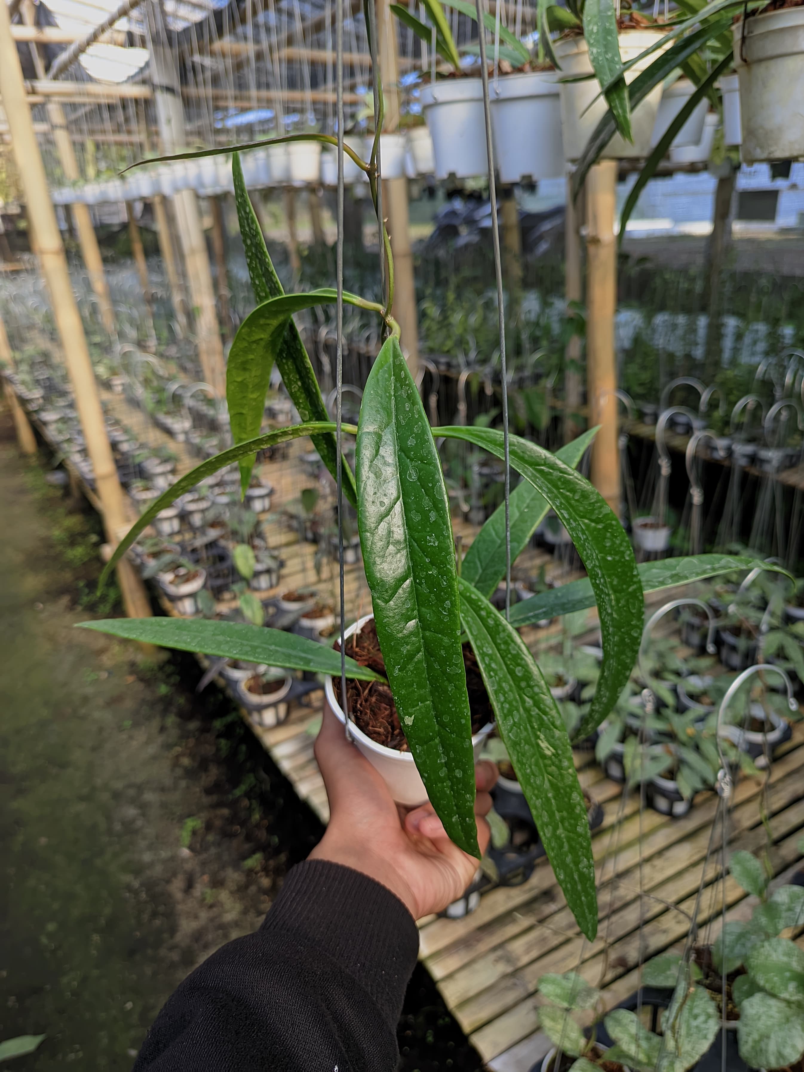 Hoya Sulawesiana