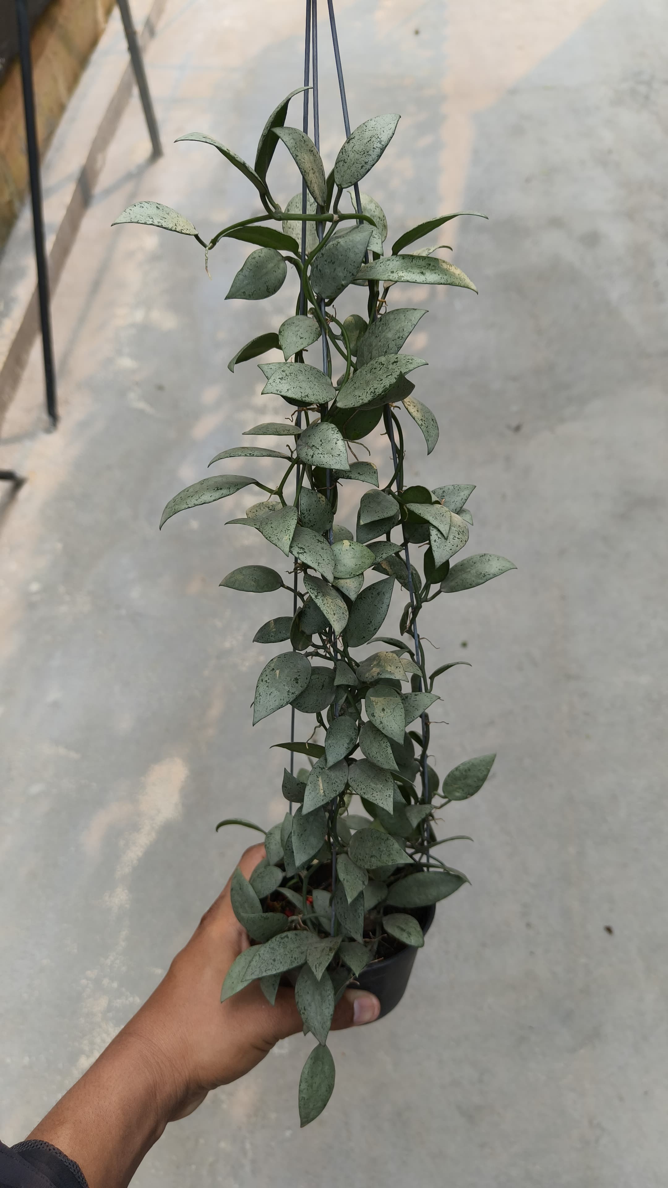 Hoya Lacunosa 'Silver Mint'
