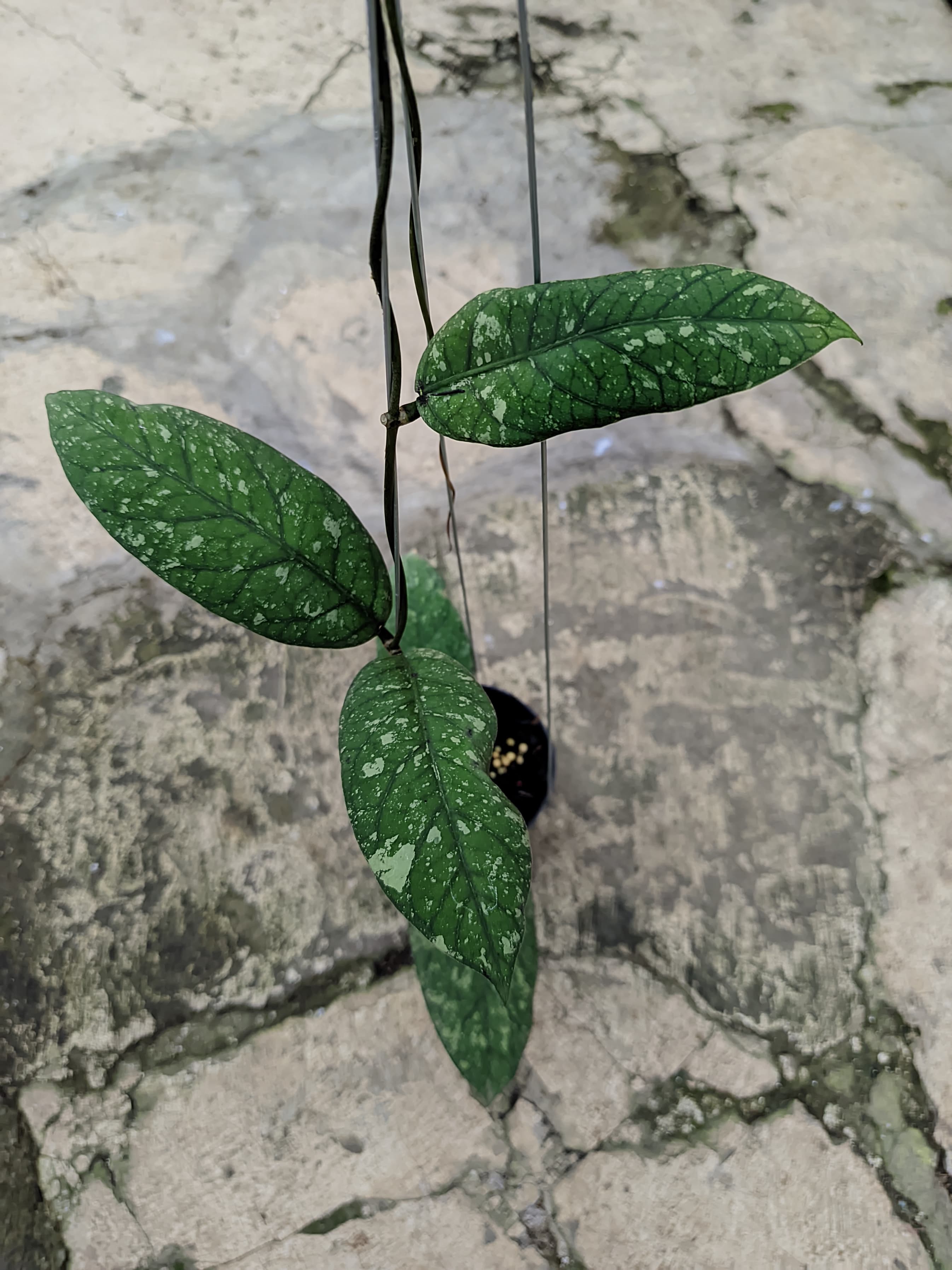Hoya Meredithii sp. Aceh
