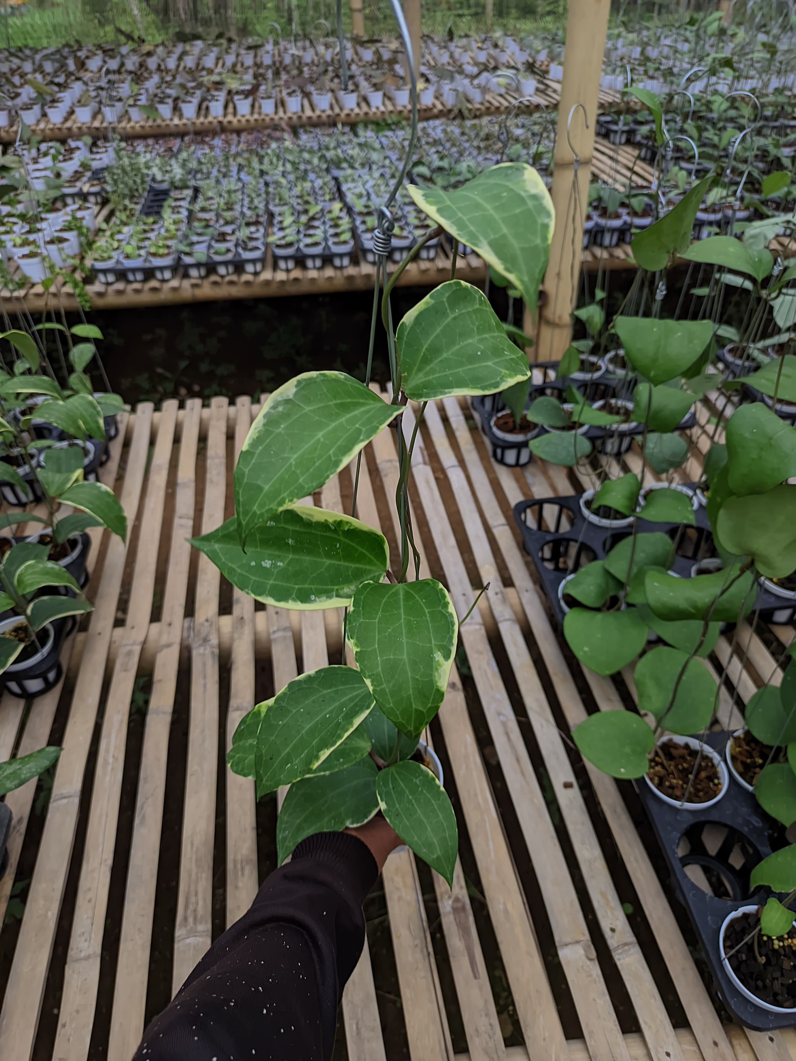 Hoya Latifolia Albo Marginata cv. West Java