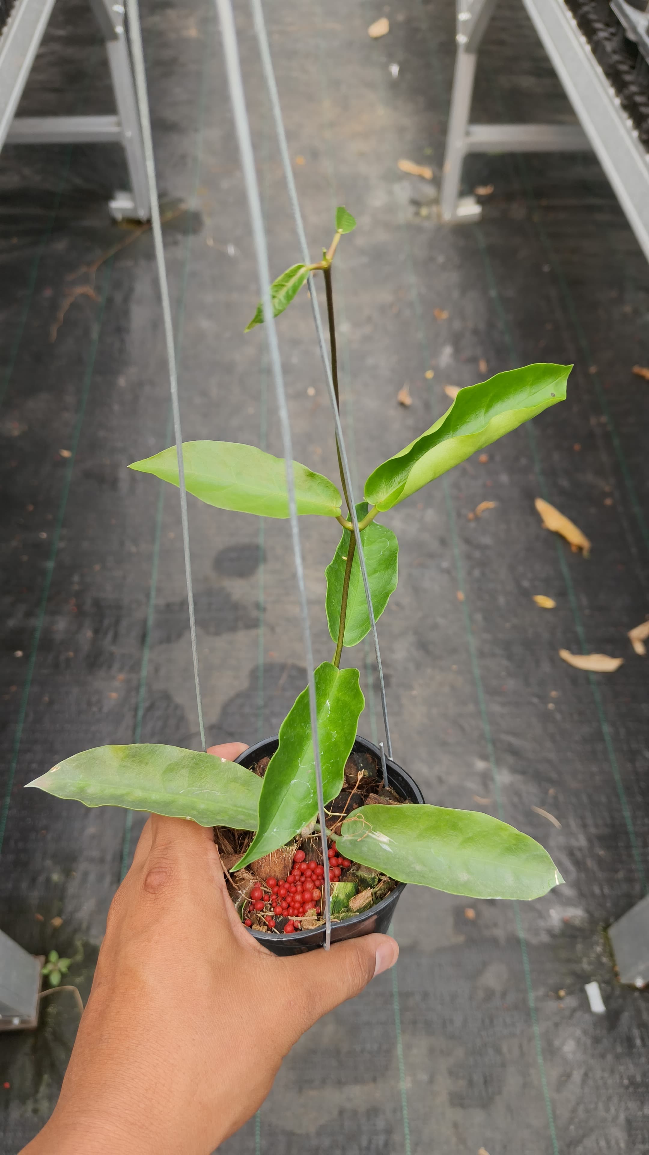 Hoya Onychoides