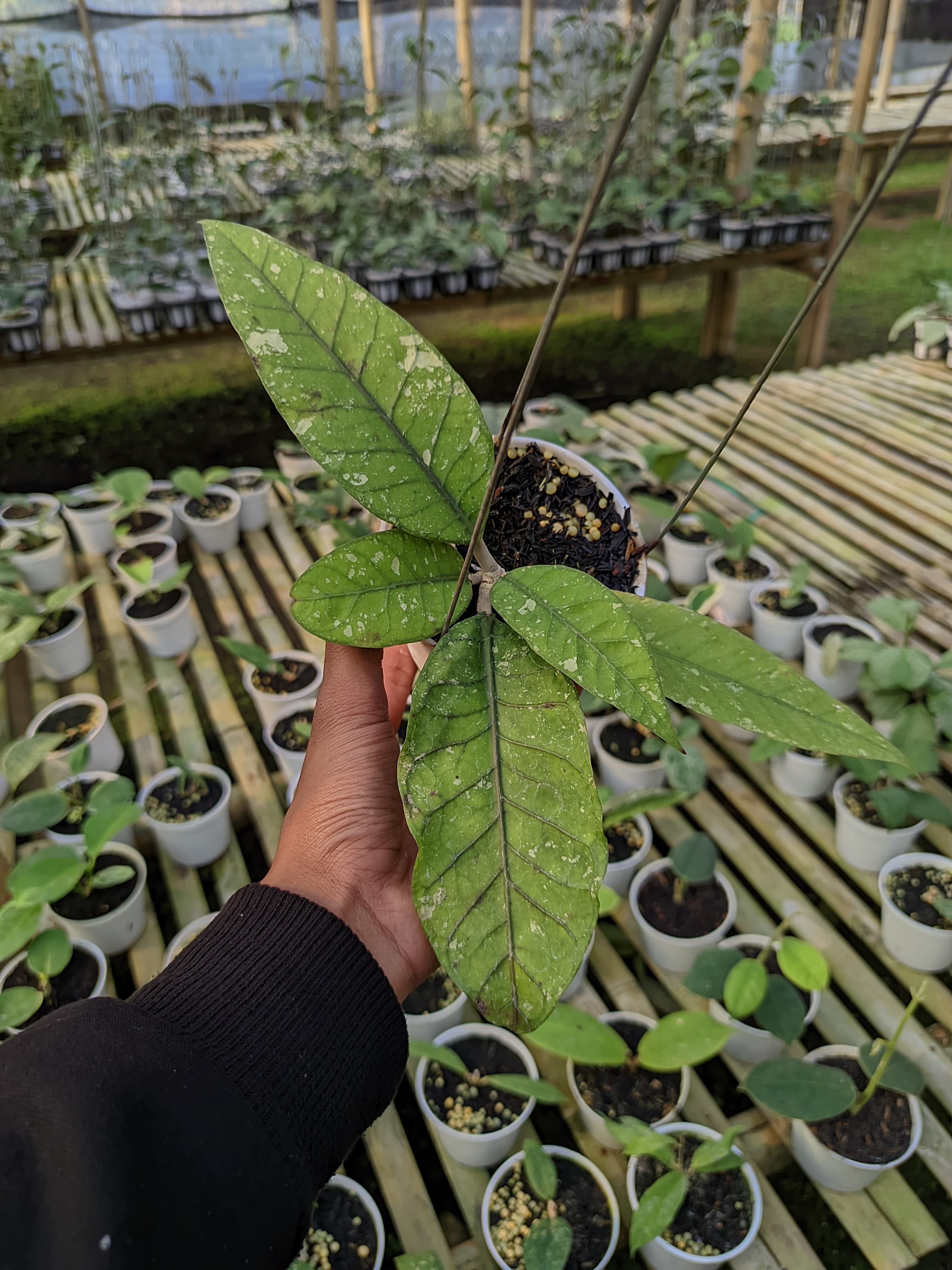 Hoya sp. Aceh 'Bur Senubung' 