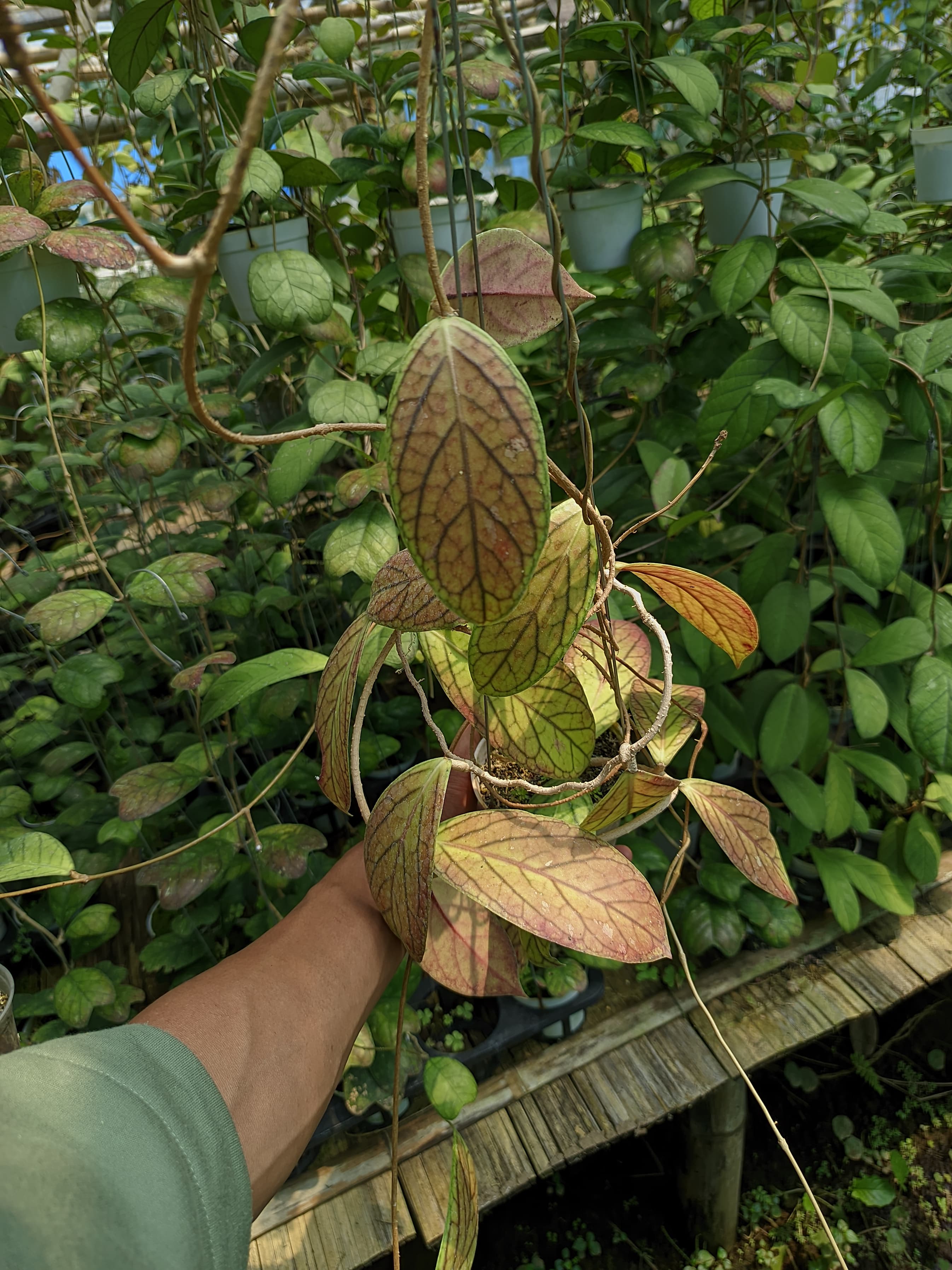 Hoya sp. Tanggamus 'Red Sun-Stressed'