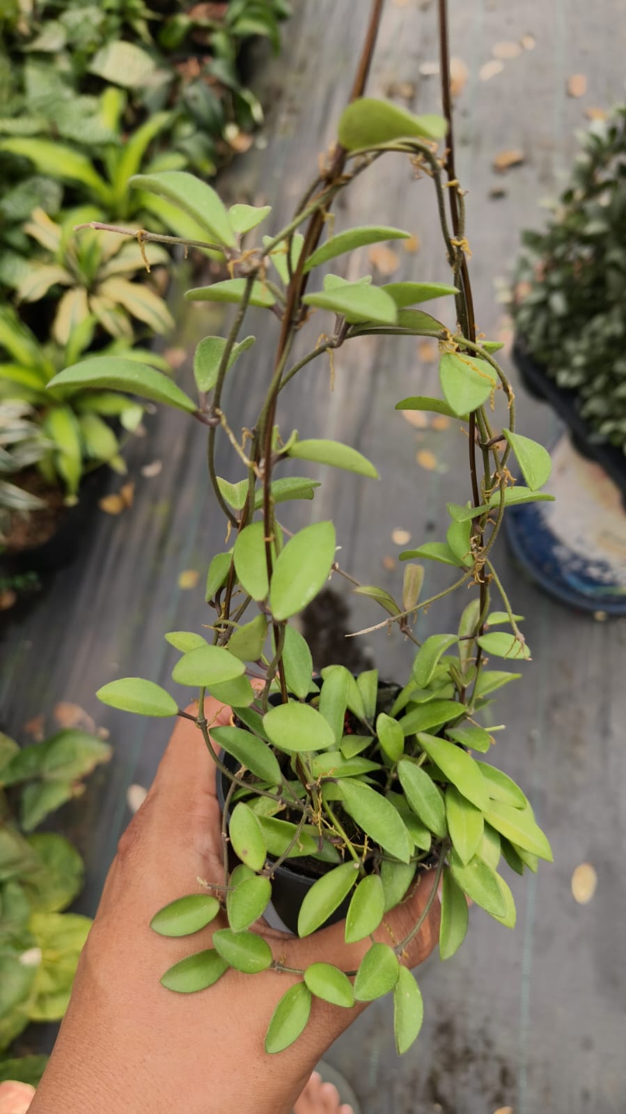 Hoya Parviflora