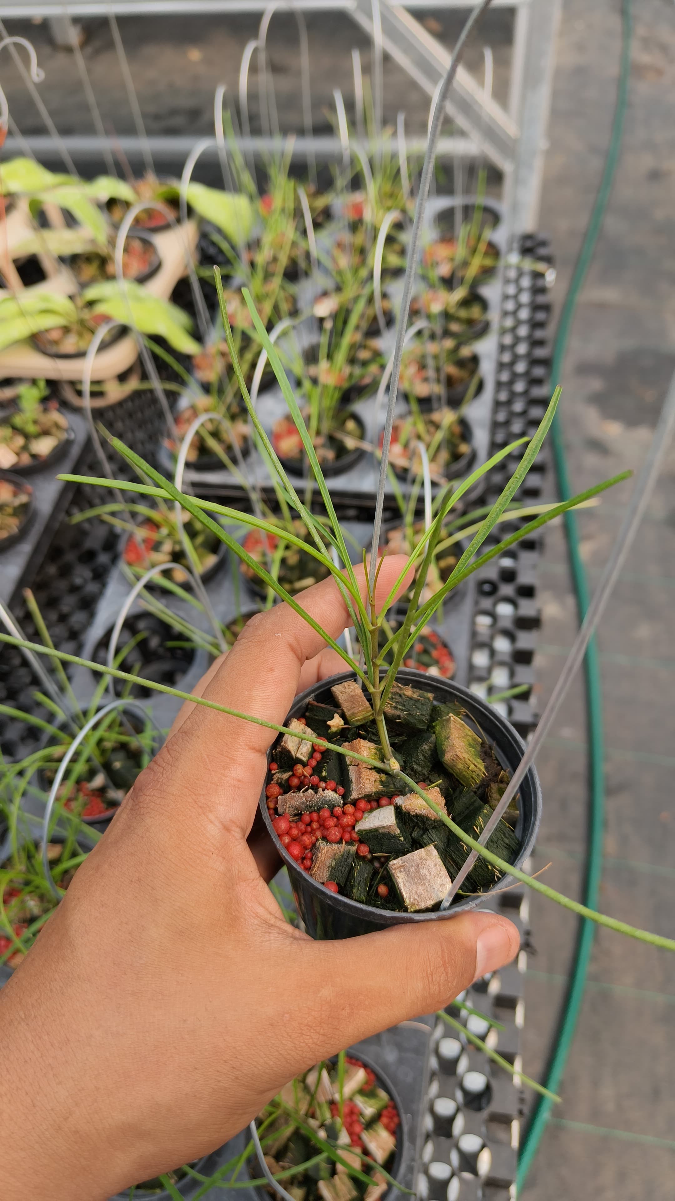 Hoya Biruensis