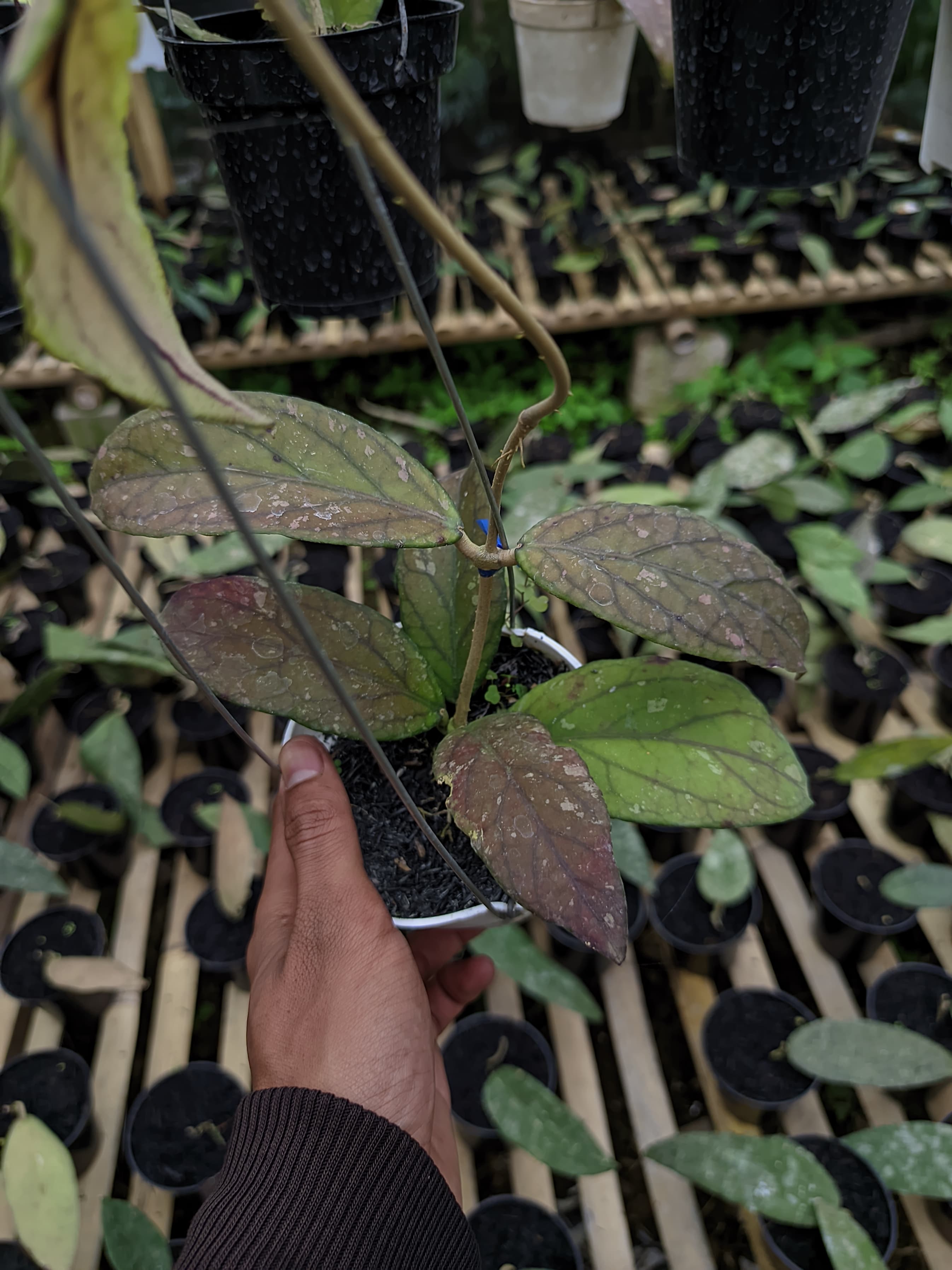 Hoya sp. Aceh 'takengon 03'