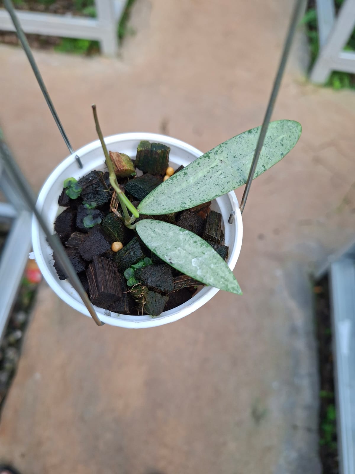 Hoya sp. Bengkulu Silver