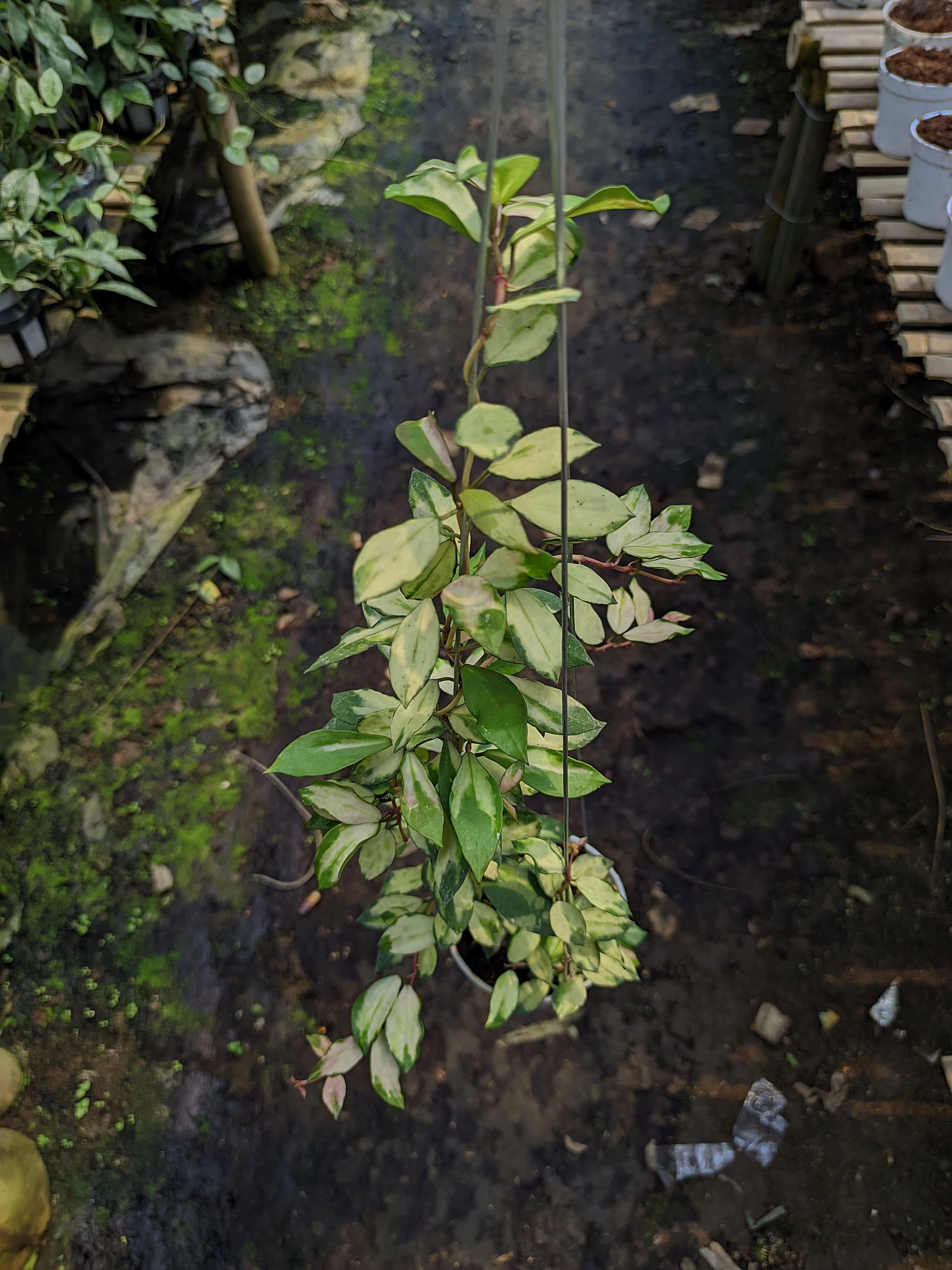 Hoya Lacunosa 'Minara'