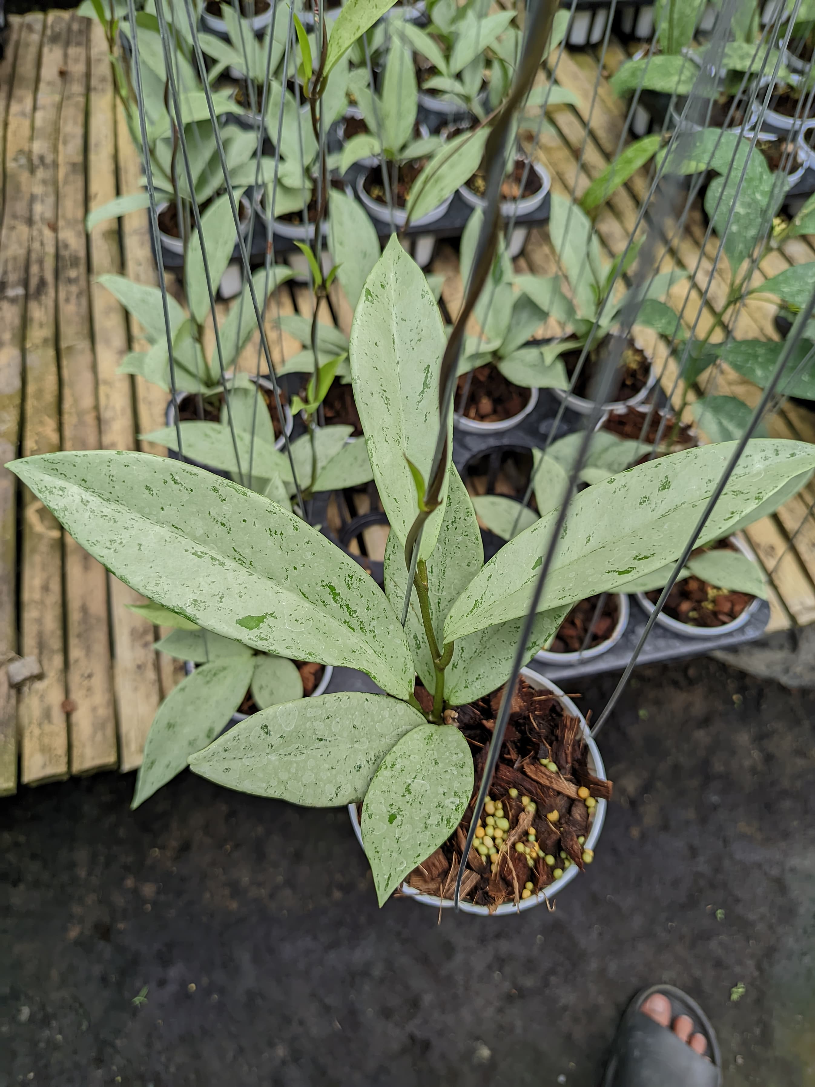 Hoya Pubicalyx 'Silver Ghost'