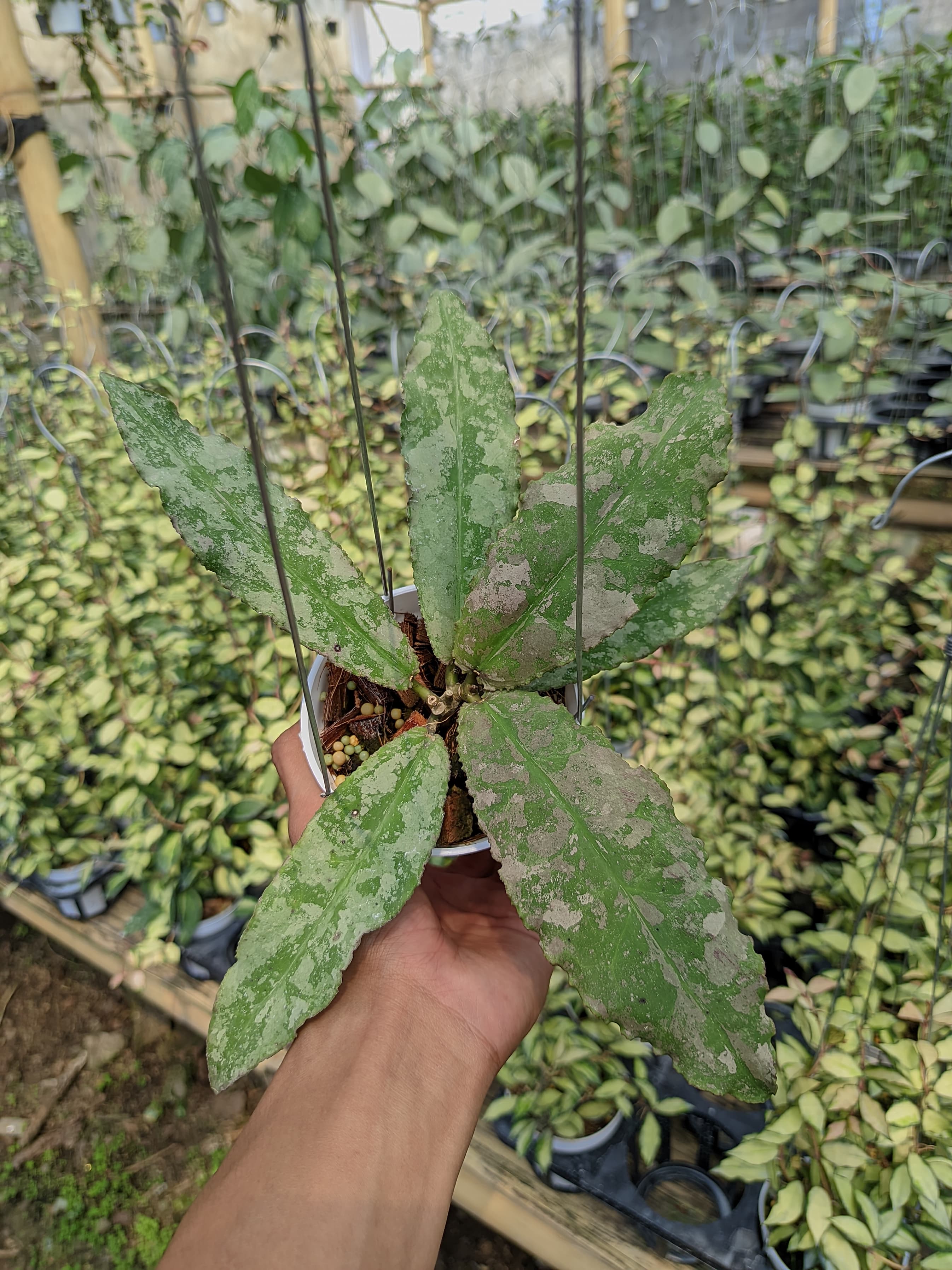 Hoya Undulata Silver sp. Kapuas Hulu