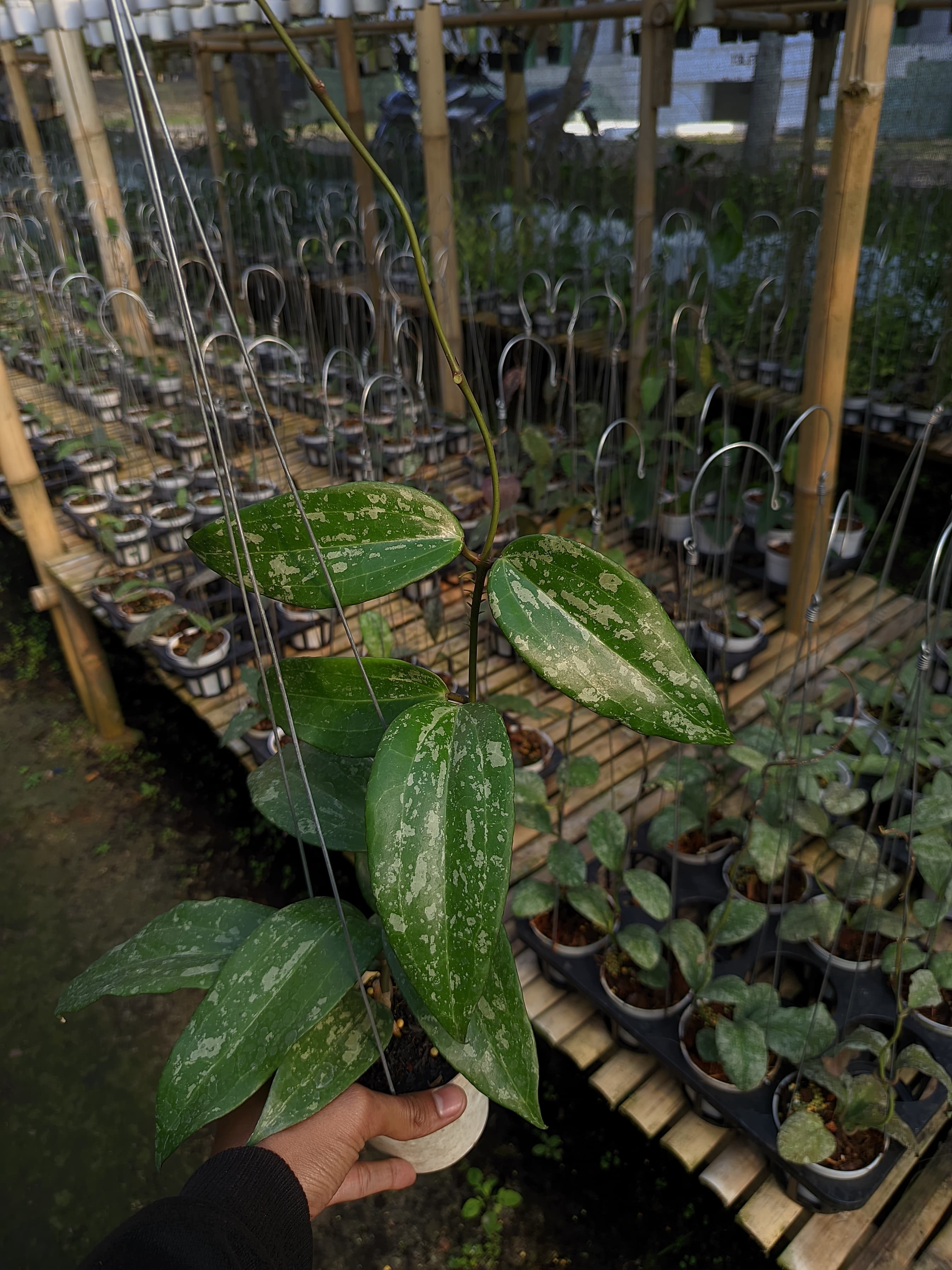 Hoya Latifolia 'Snow Queen'