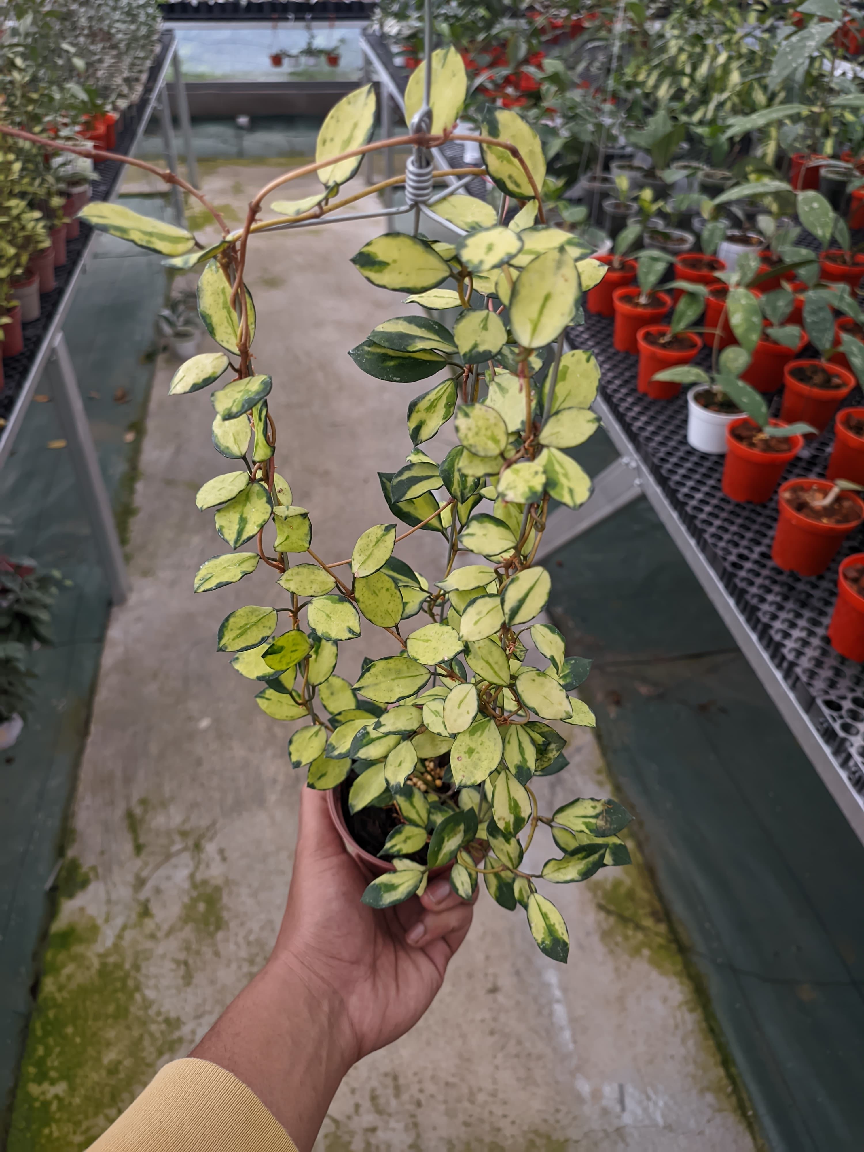 Hoya Lacunosa 'Minara'
