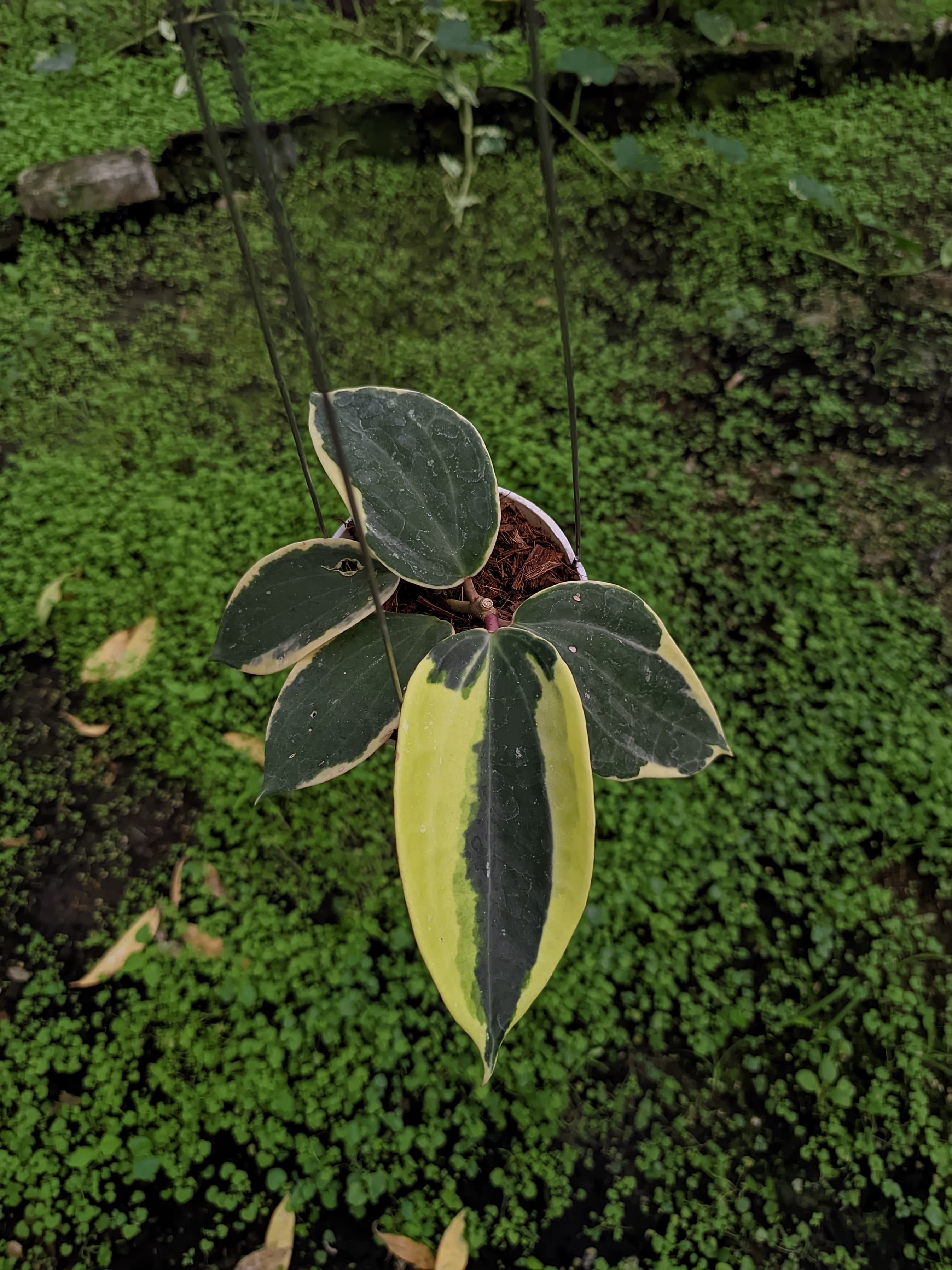 Hoya Latifolia sp. Borneo
