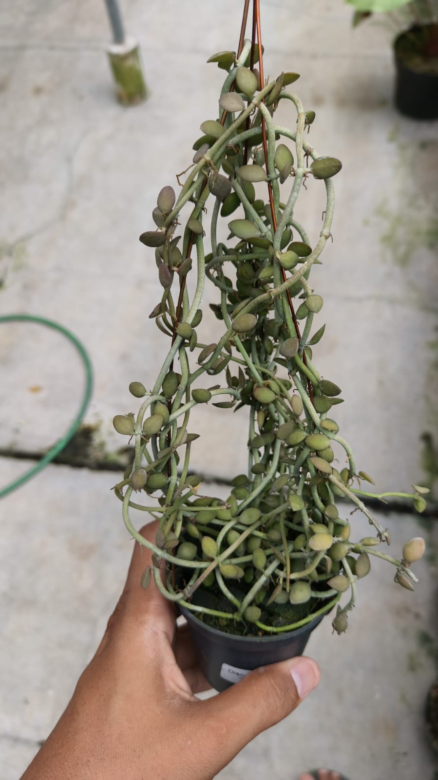 Dischidia sp. Berau