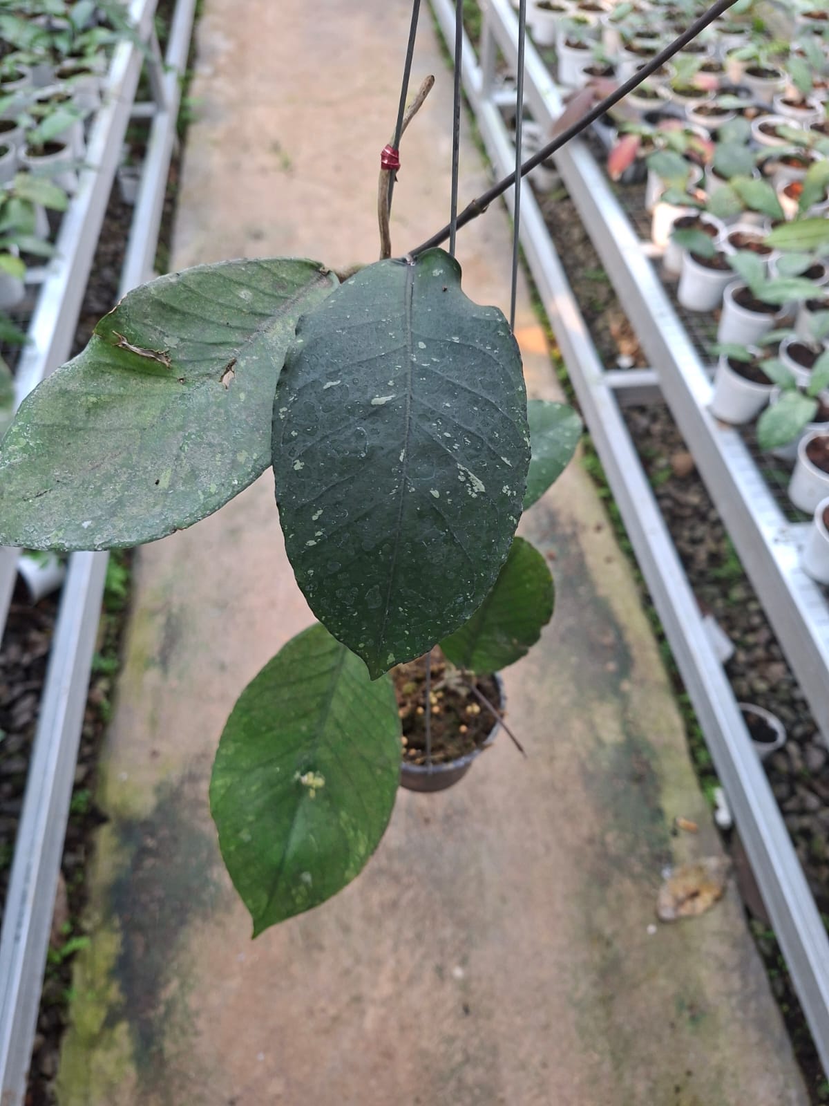 Hoya sp. Aceh 'Rikit Musara'