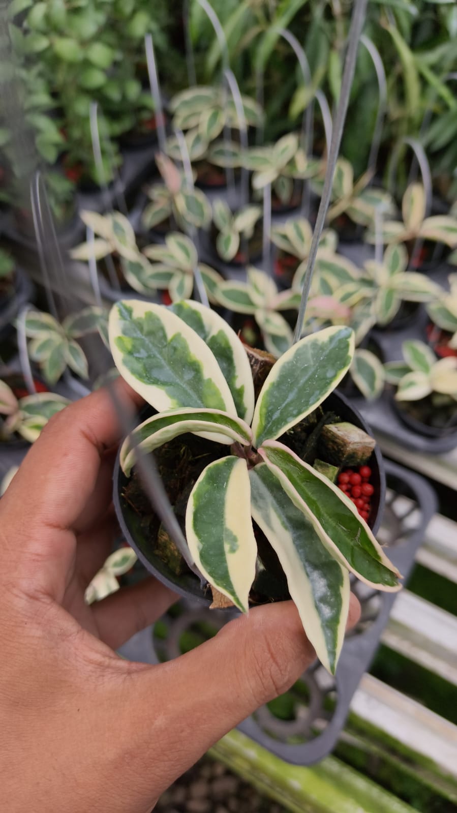 Hoya Carnosa 'Suzie Q'