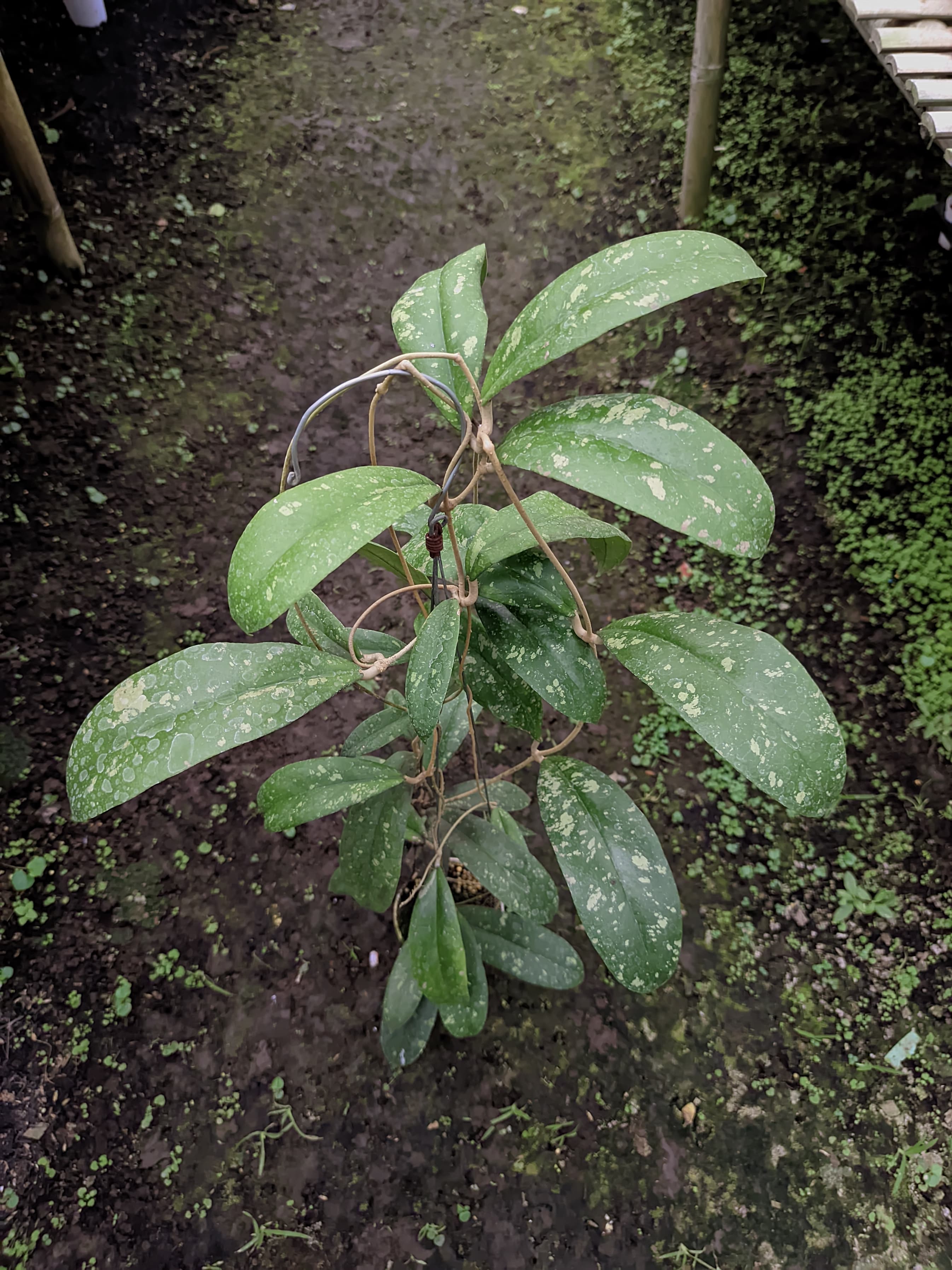 Hoya Forbesii cv. West Java