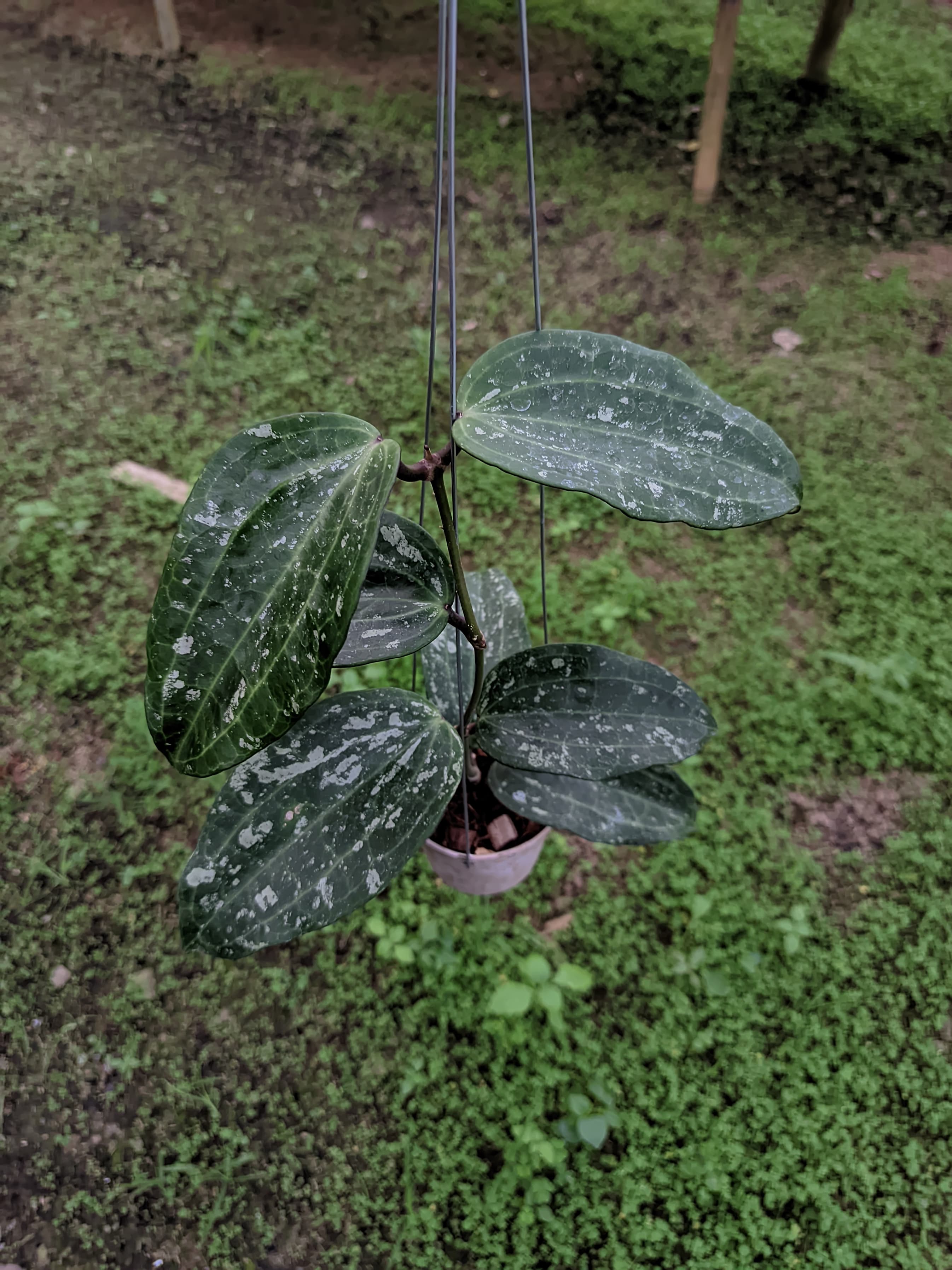 Hoya Latifolia 'Snow Queen'