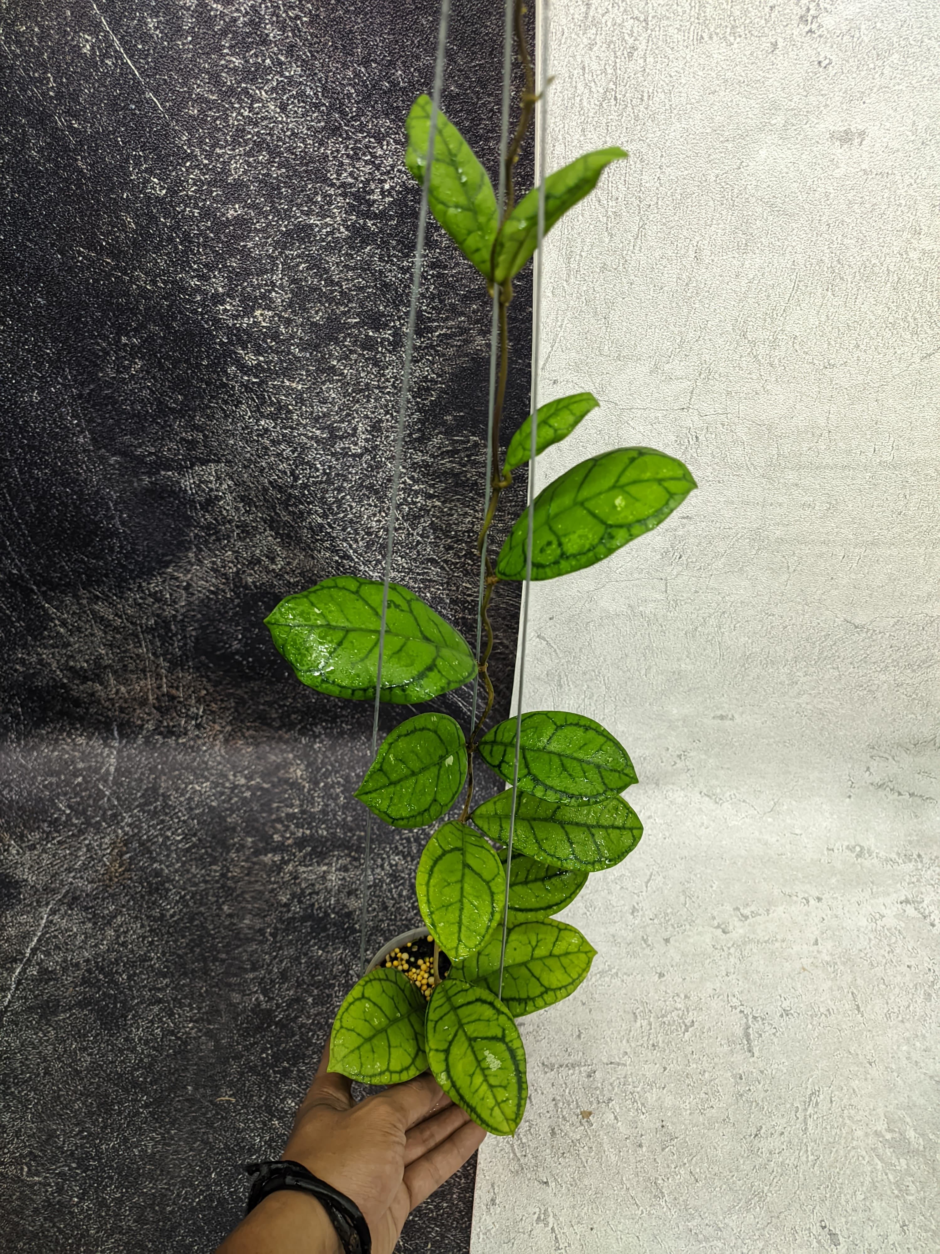 Hoya Callistophylla 'Vena'