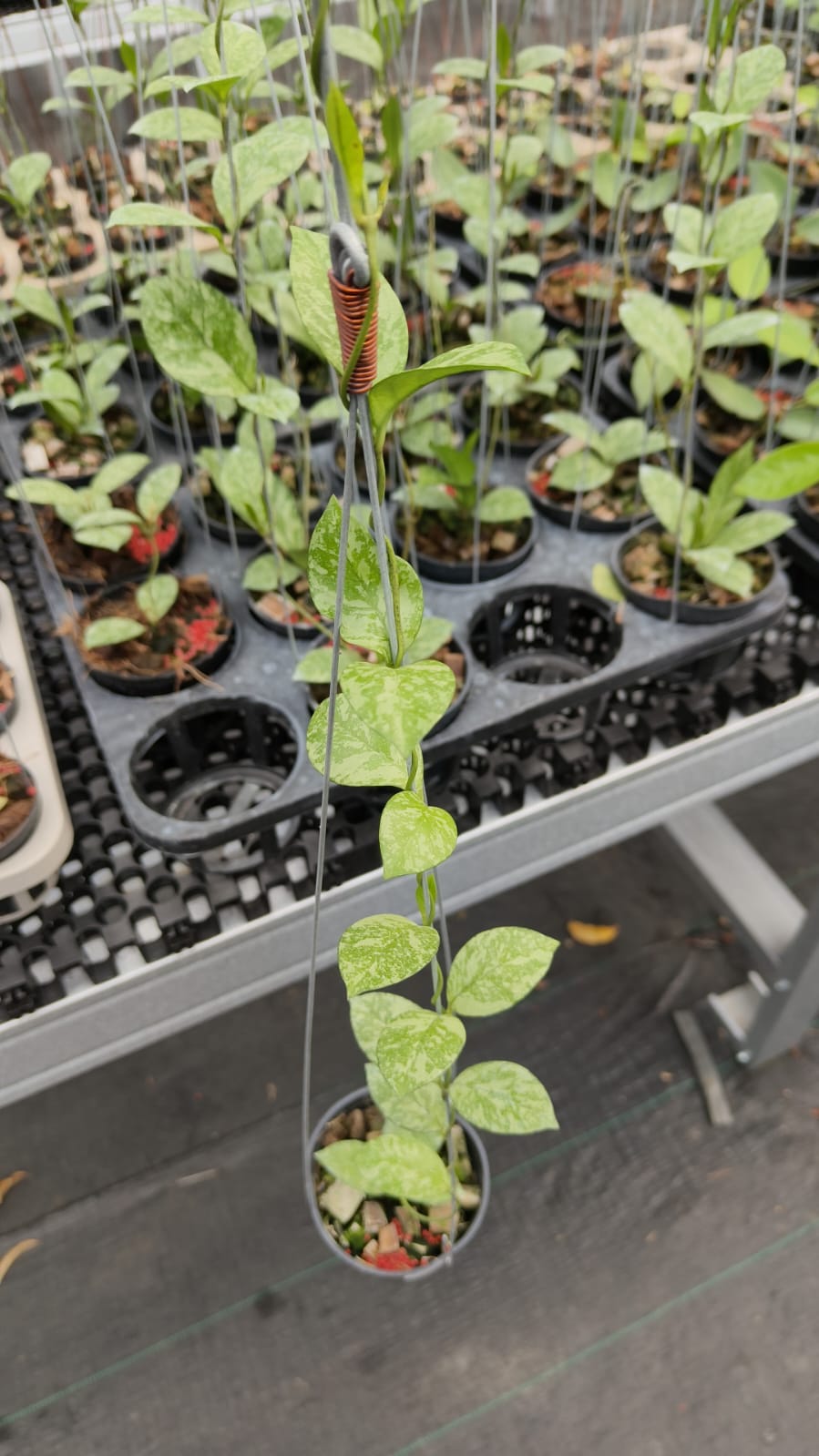 Hoya Crassipetiolata High Splash