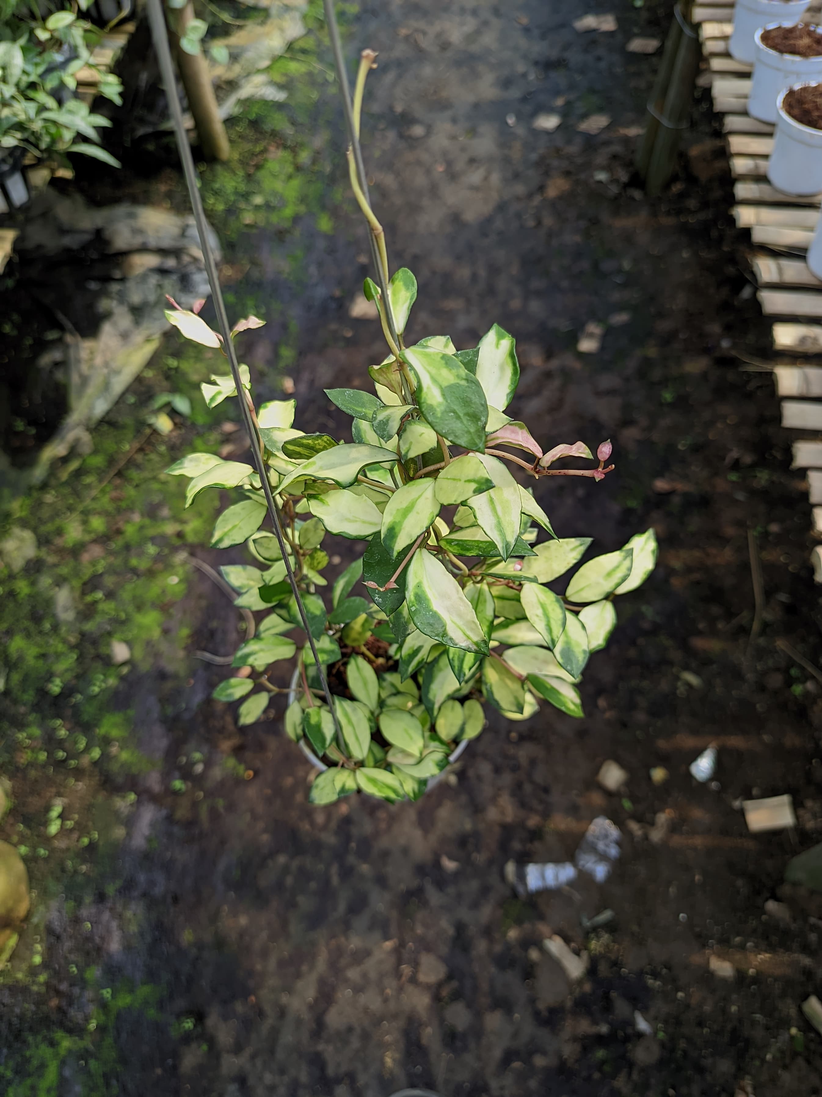 Hoya Lacunosa 'Minara'