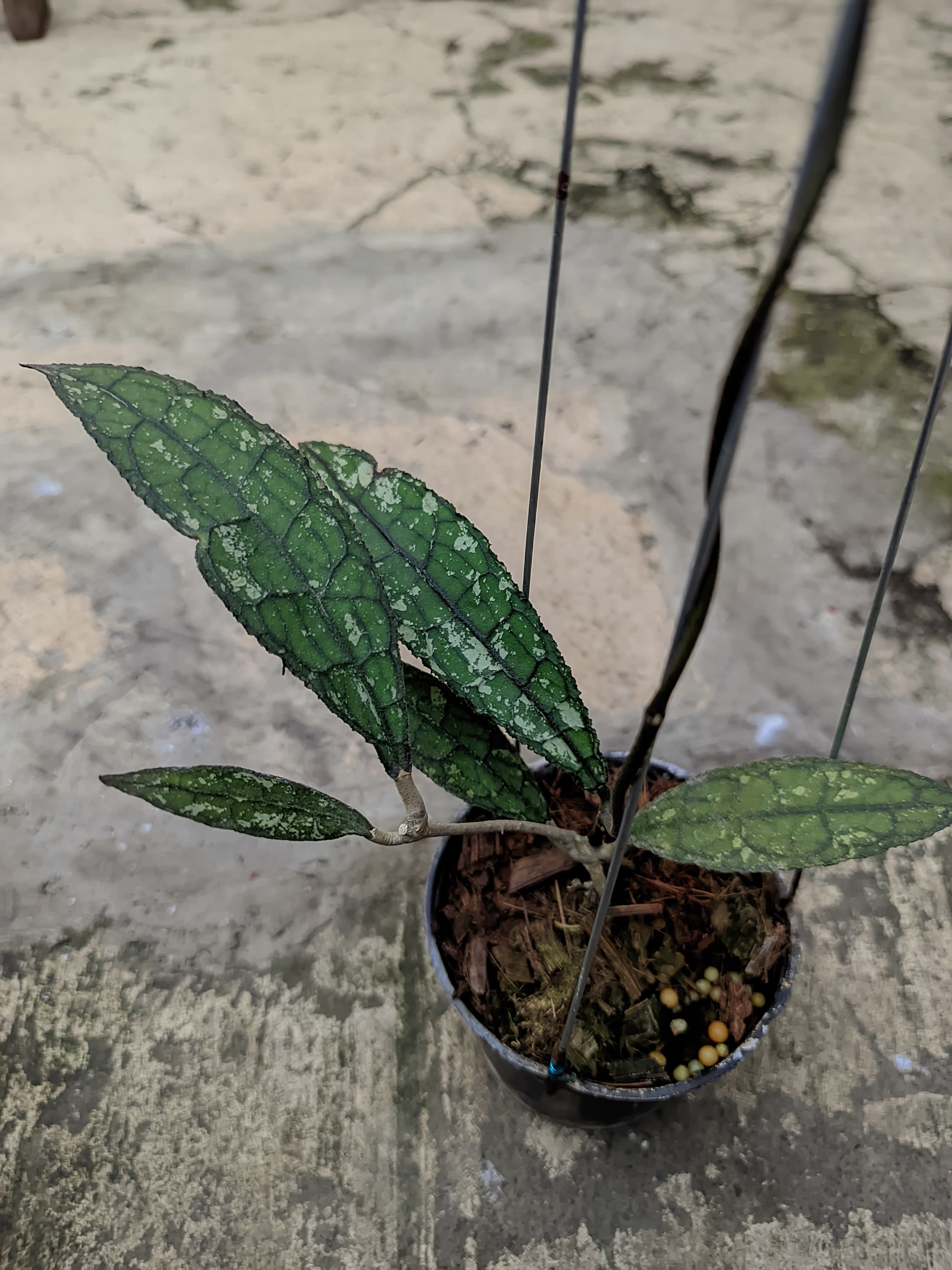 Hoya Clemensiorum 'Dark Vein' Splash