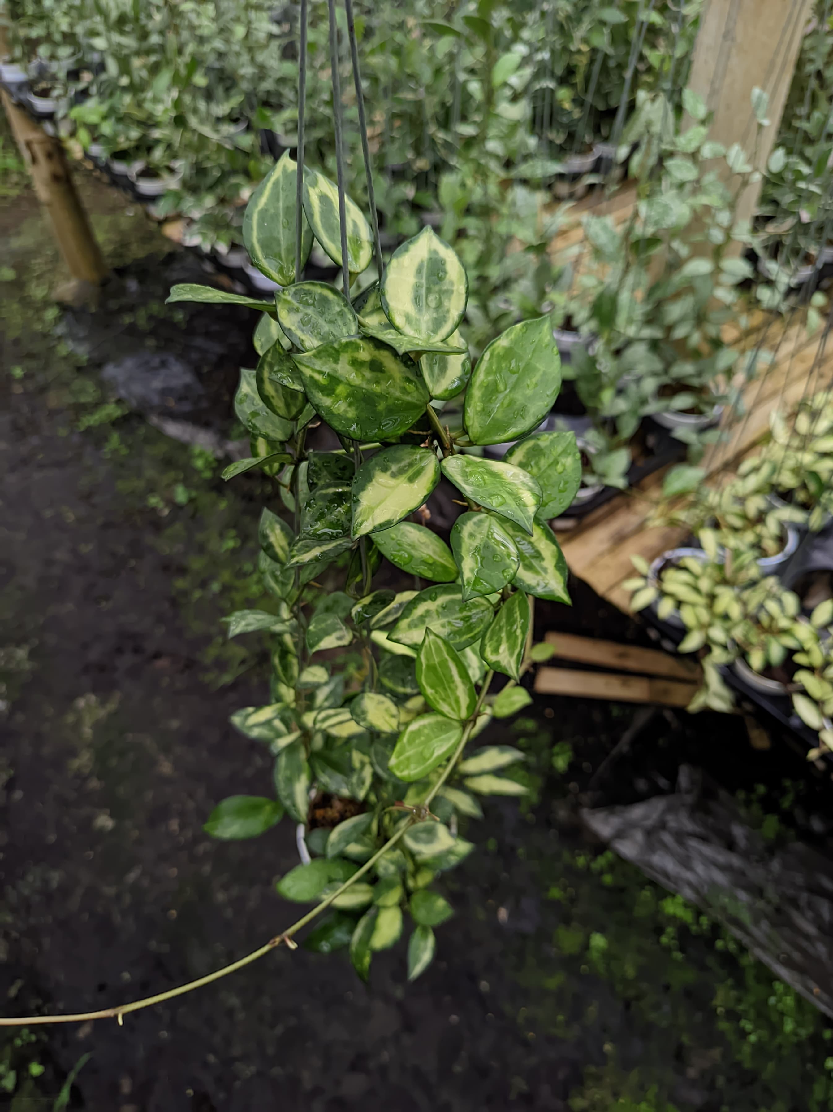 Hoya Lacunosa 'Green Midori'