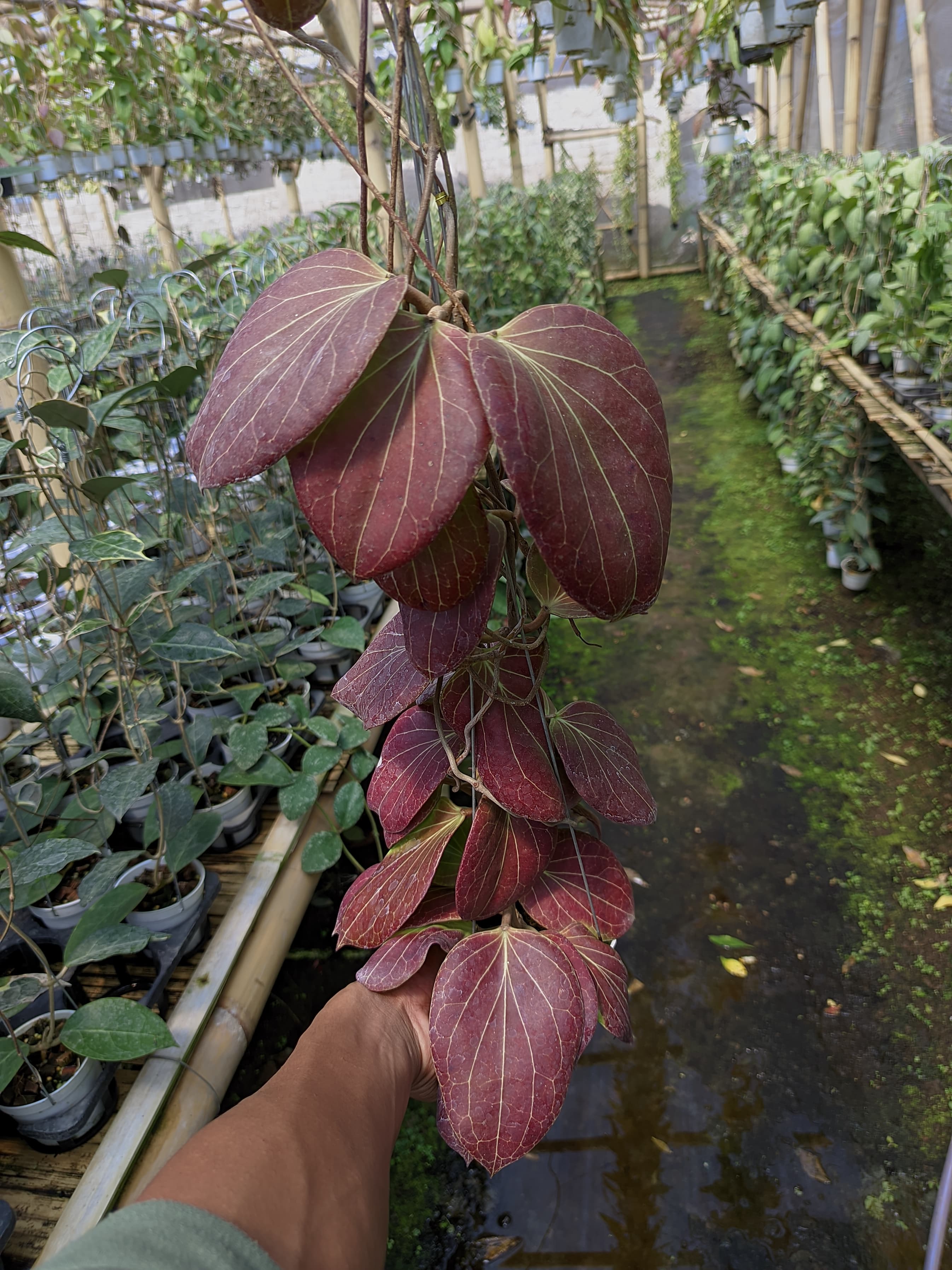 Hoya sp. Papua 'New Guinea Red'